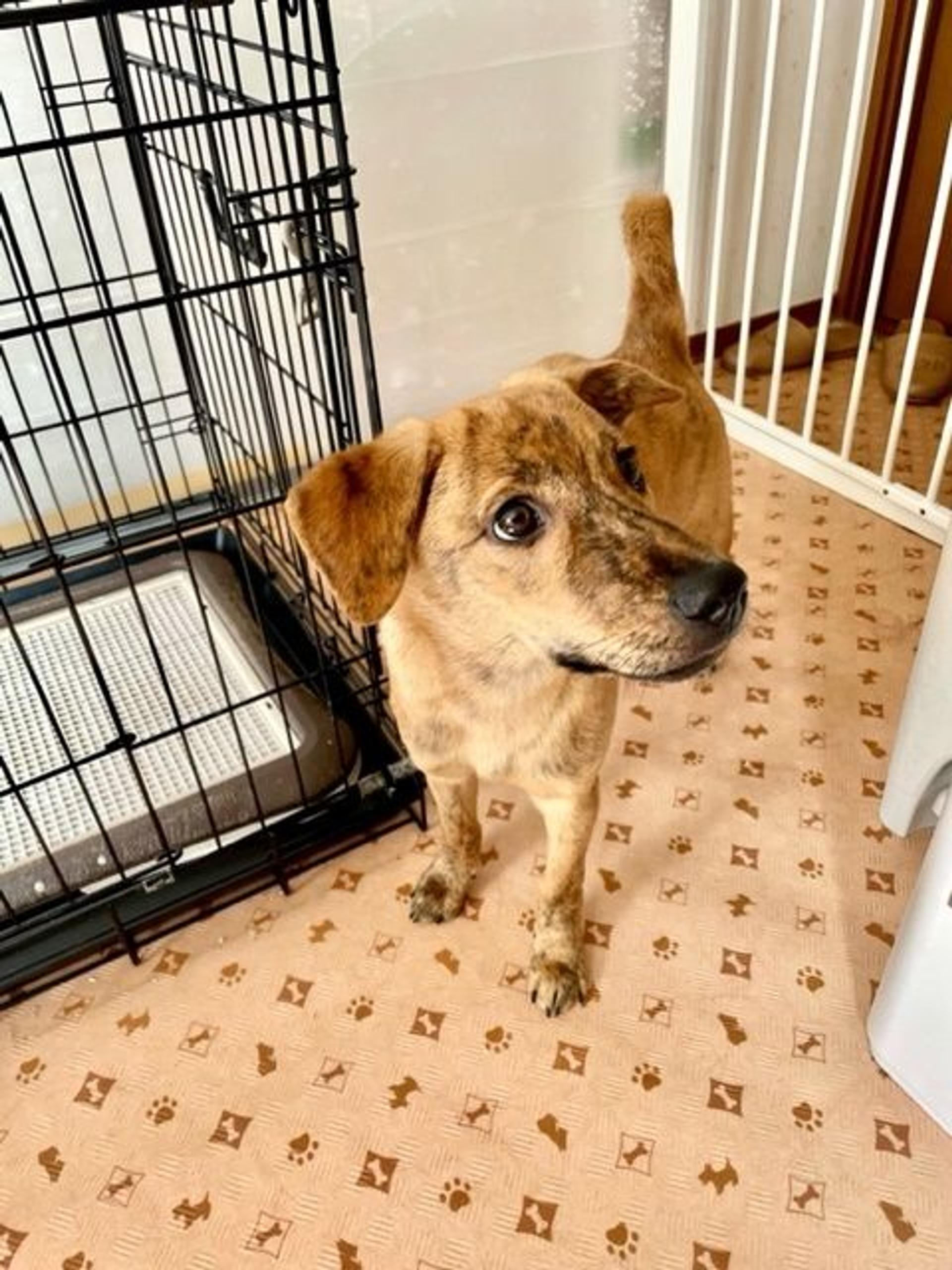 pet-image-9
