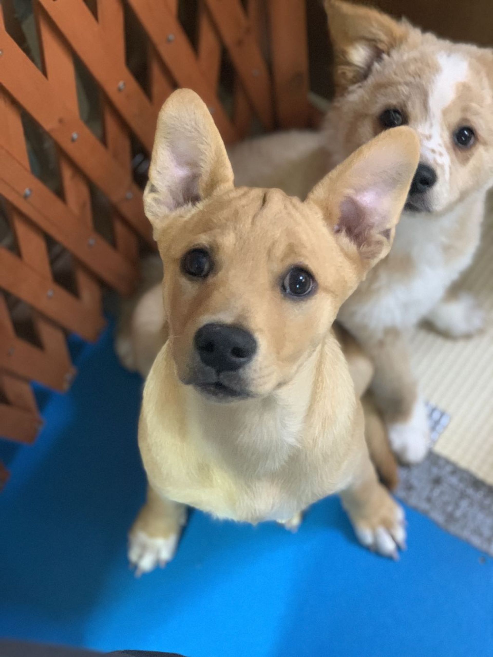 雑種（ミックス犬）・オスの里親募集の写真