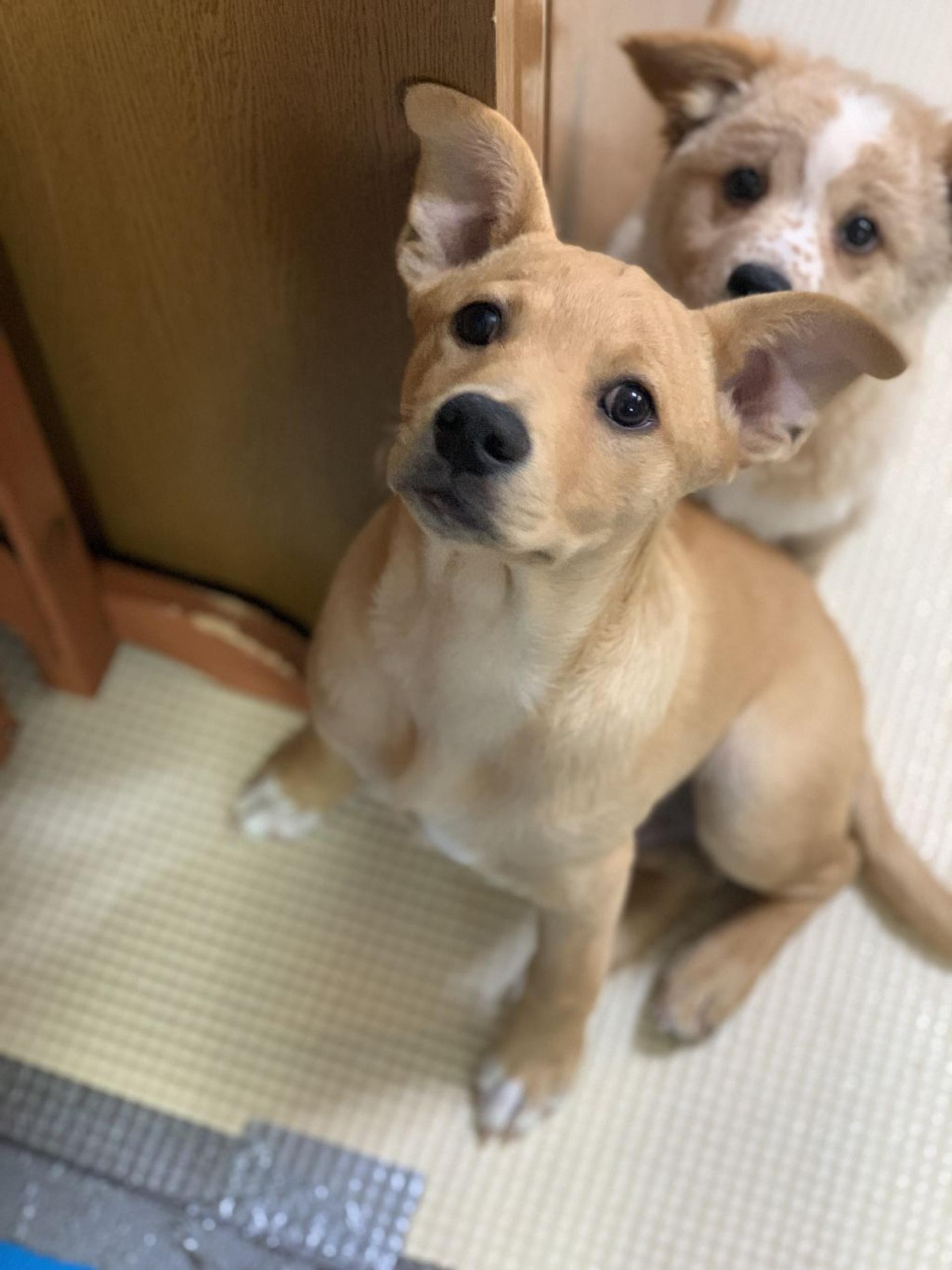 pet-image-2