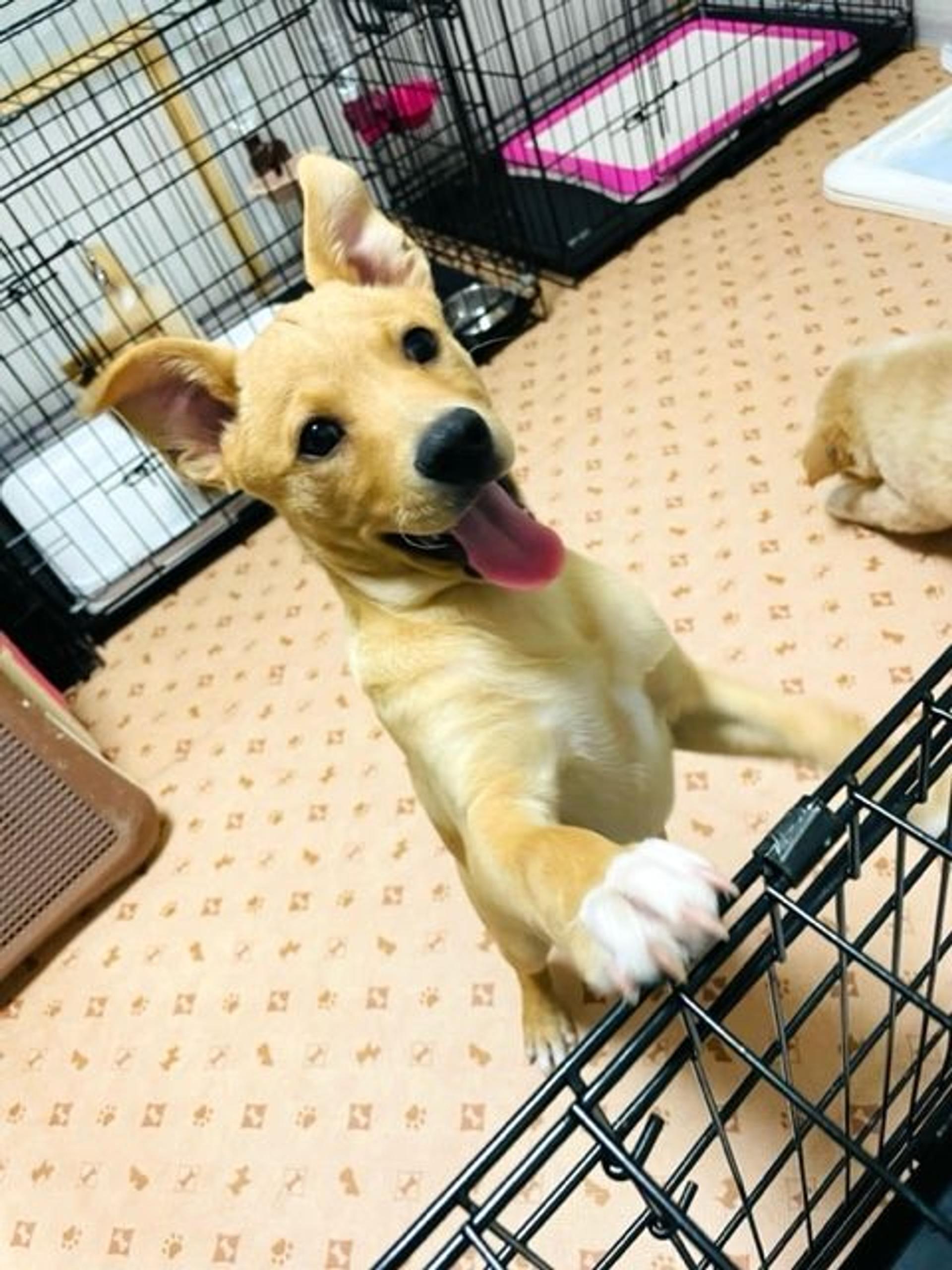 pet-image-3