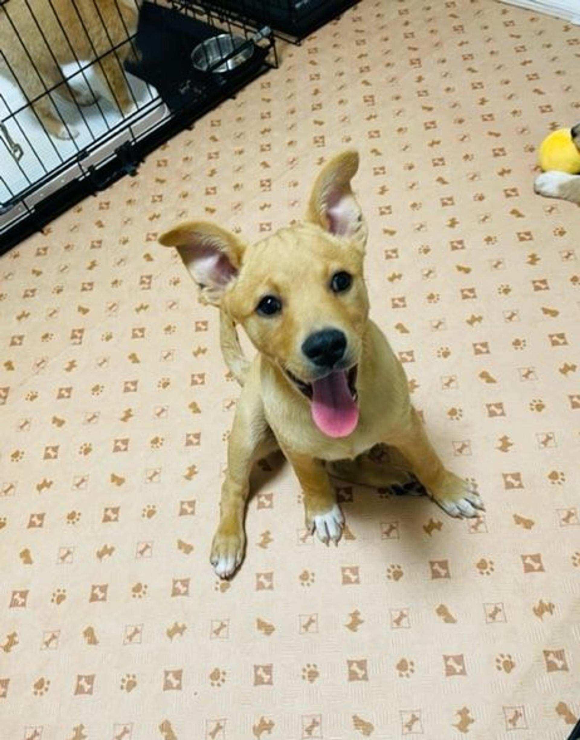 pet-image-5
