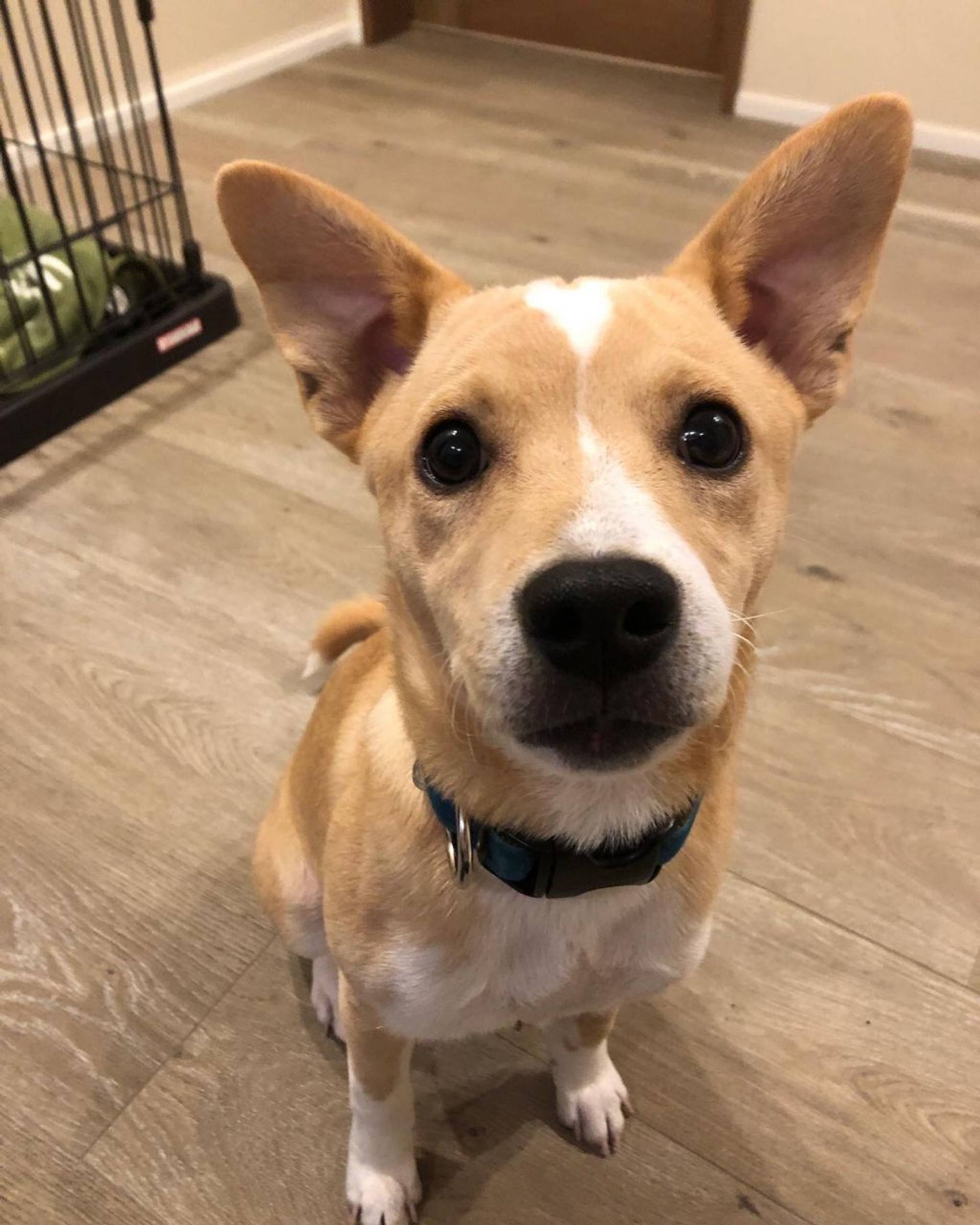 雑種（ミックス犬）・メスの里親募集の写真