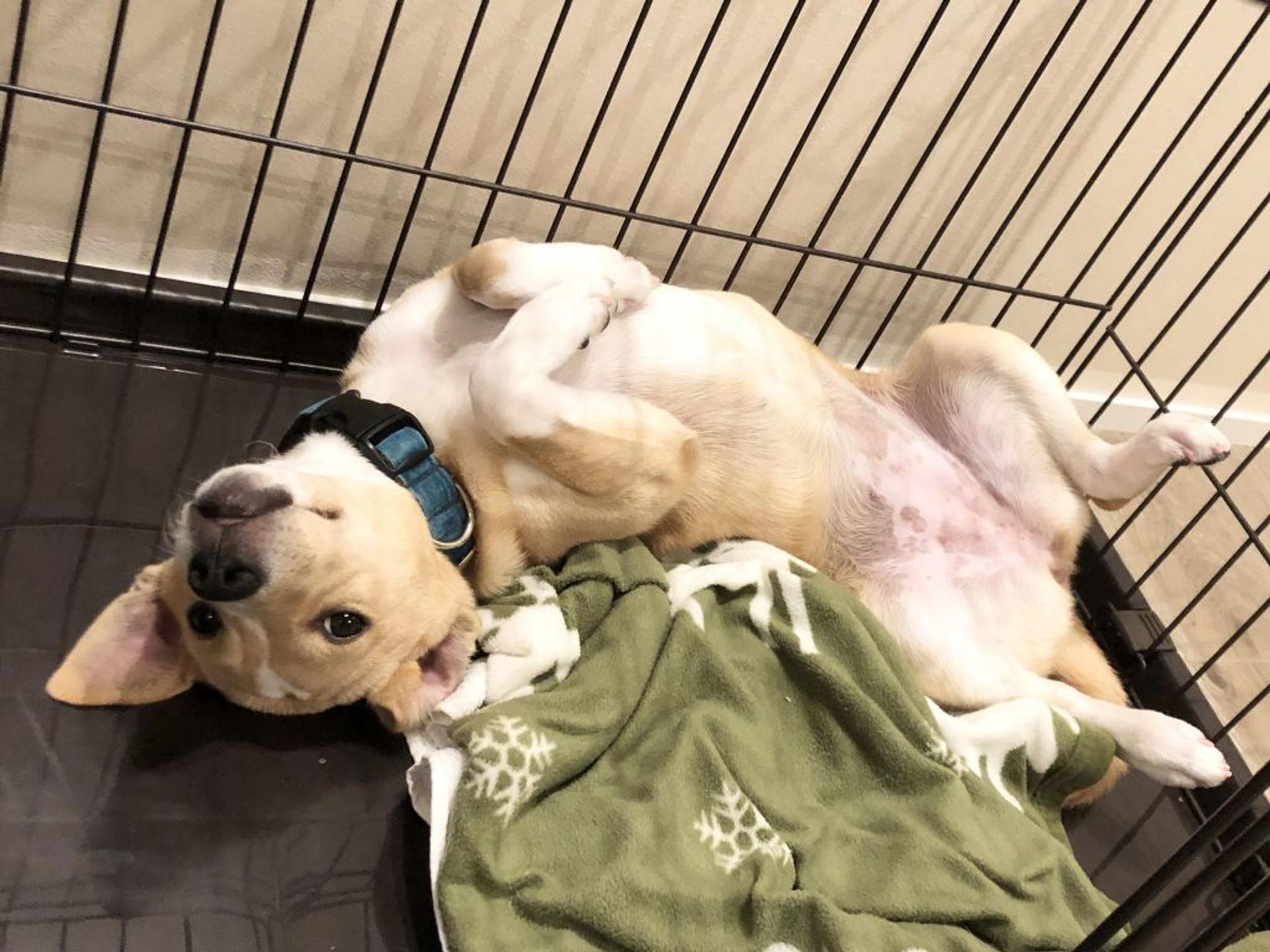 pet-image-2