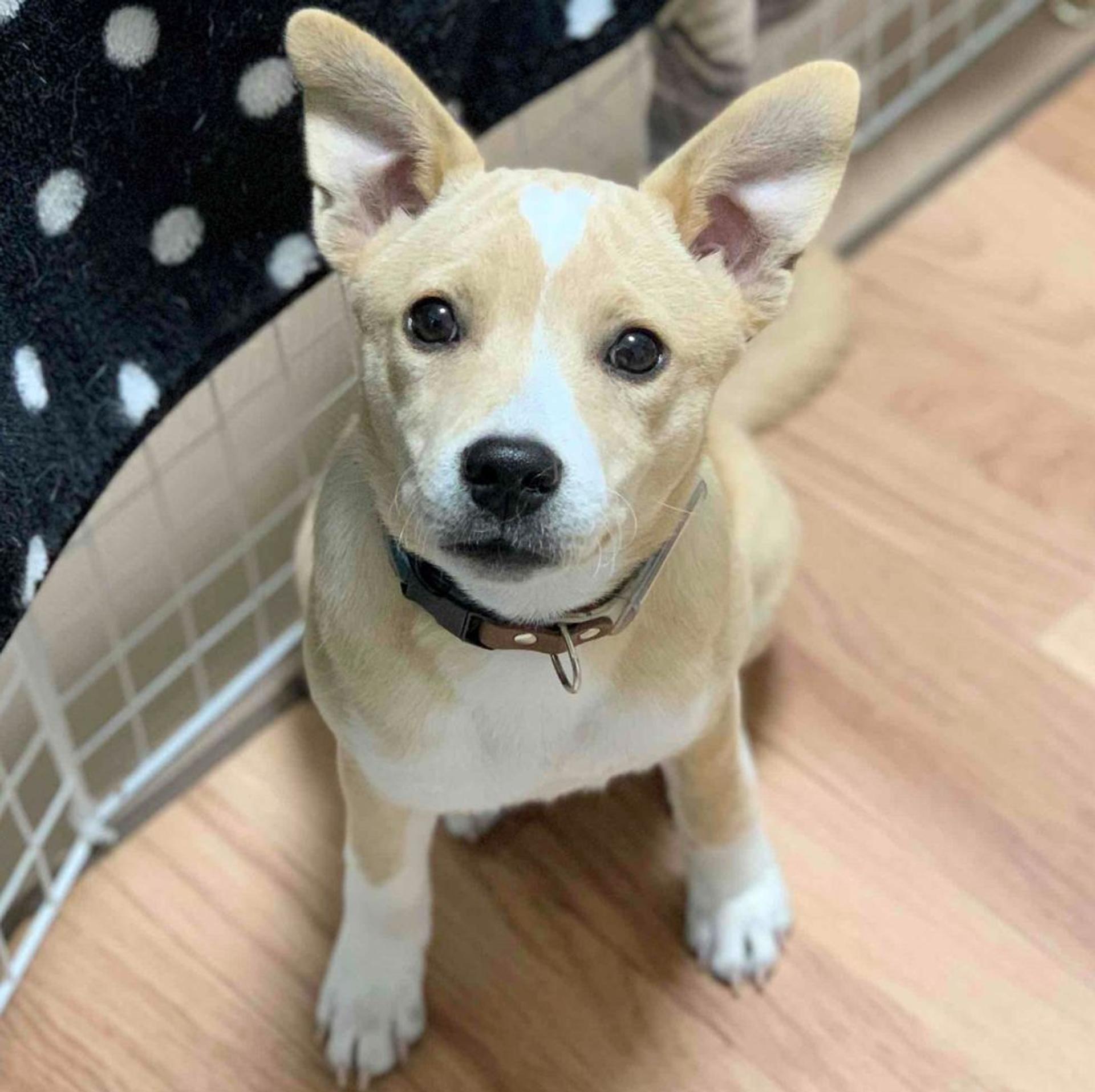 pet-image-3