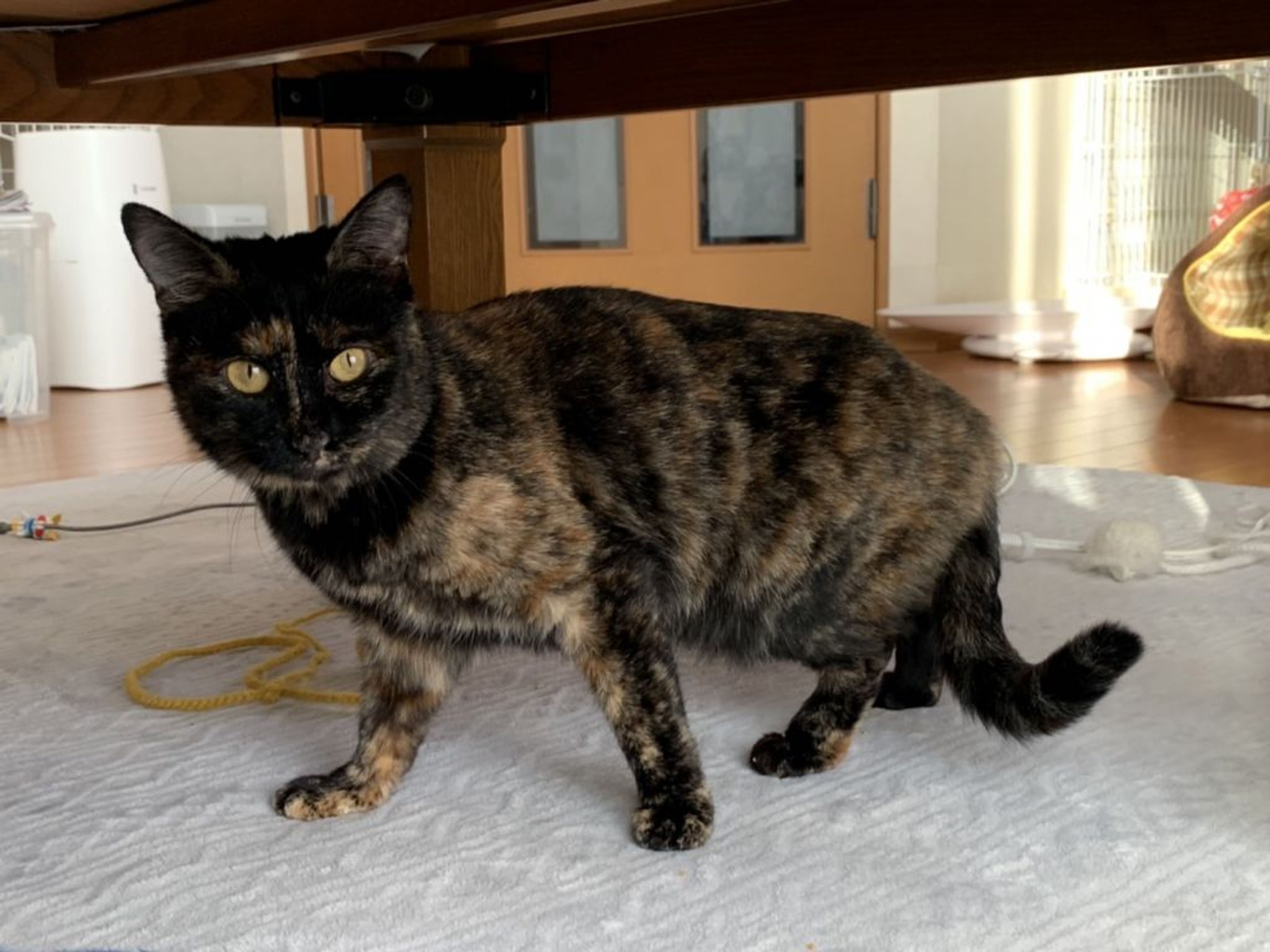 pet-image-3