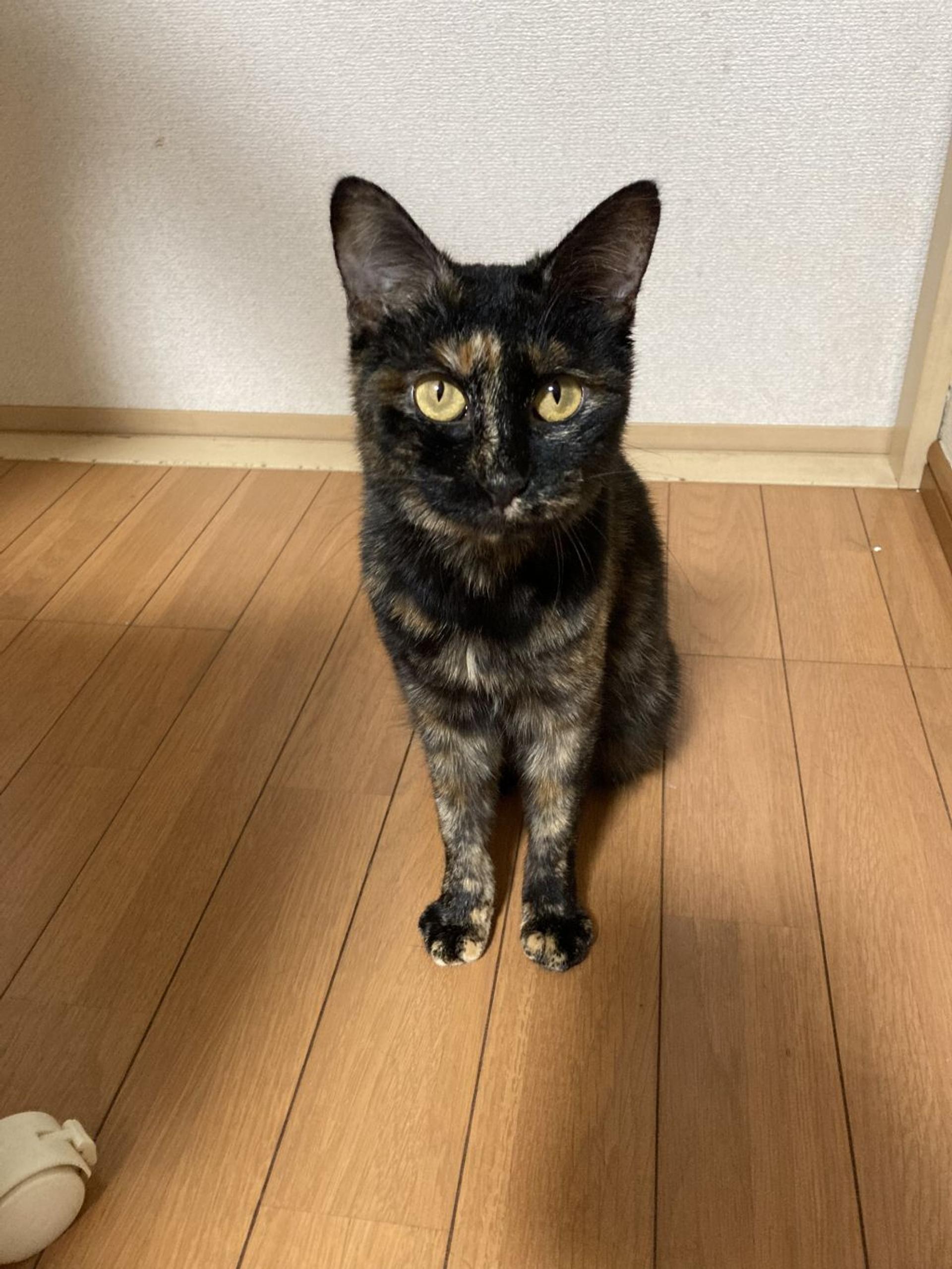 pet-image-2