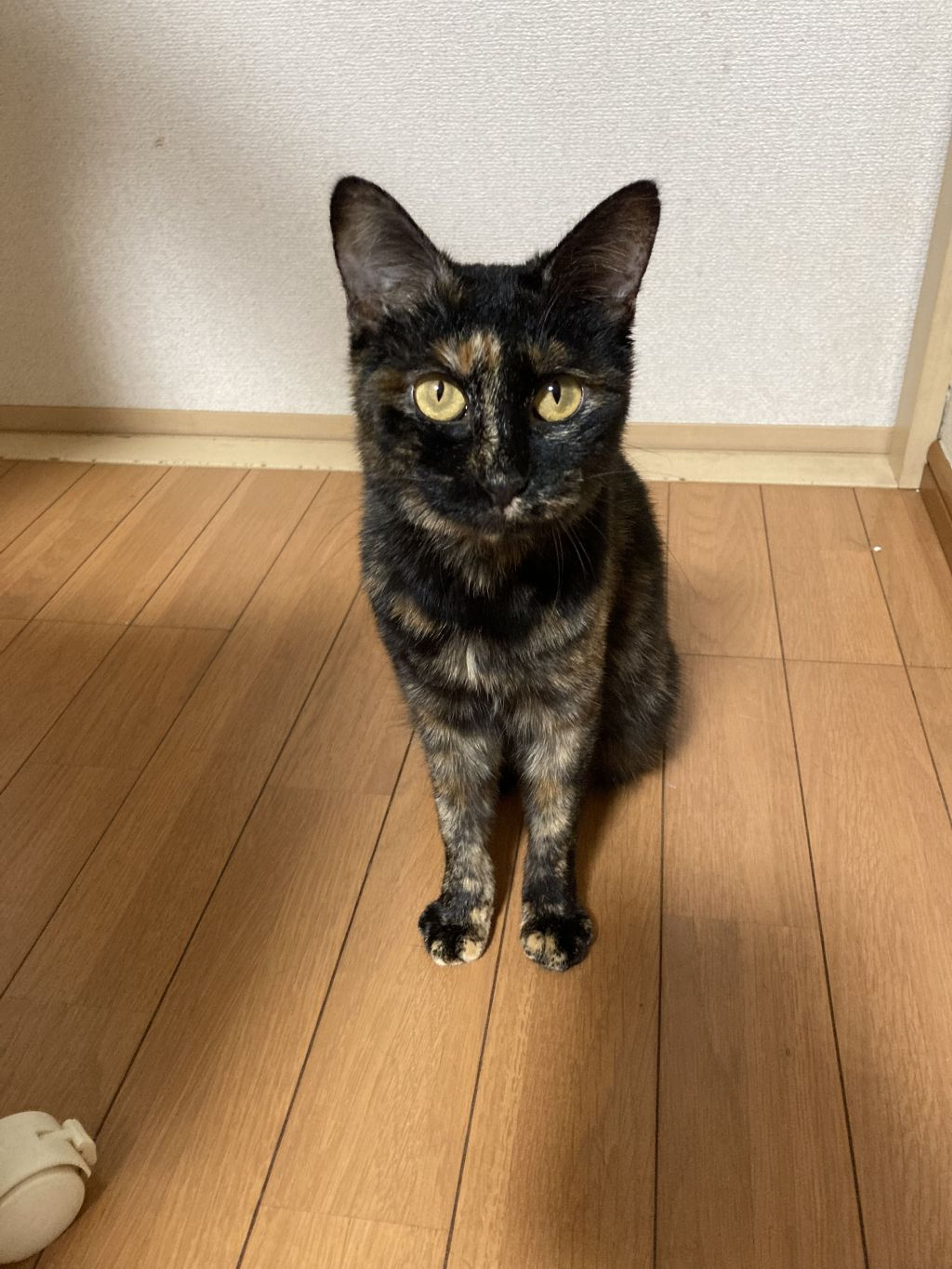 pet-image-2