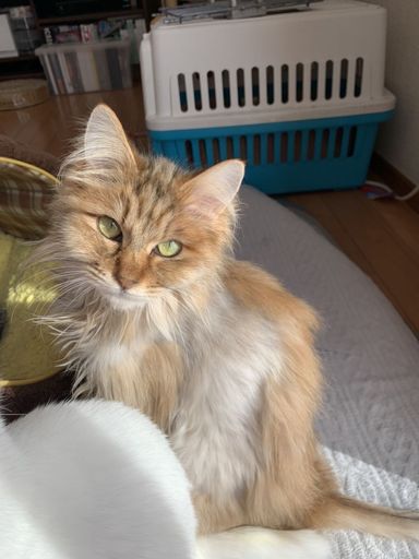 シンバの写真