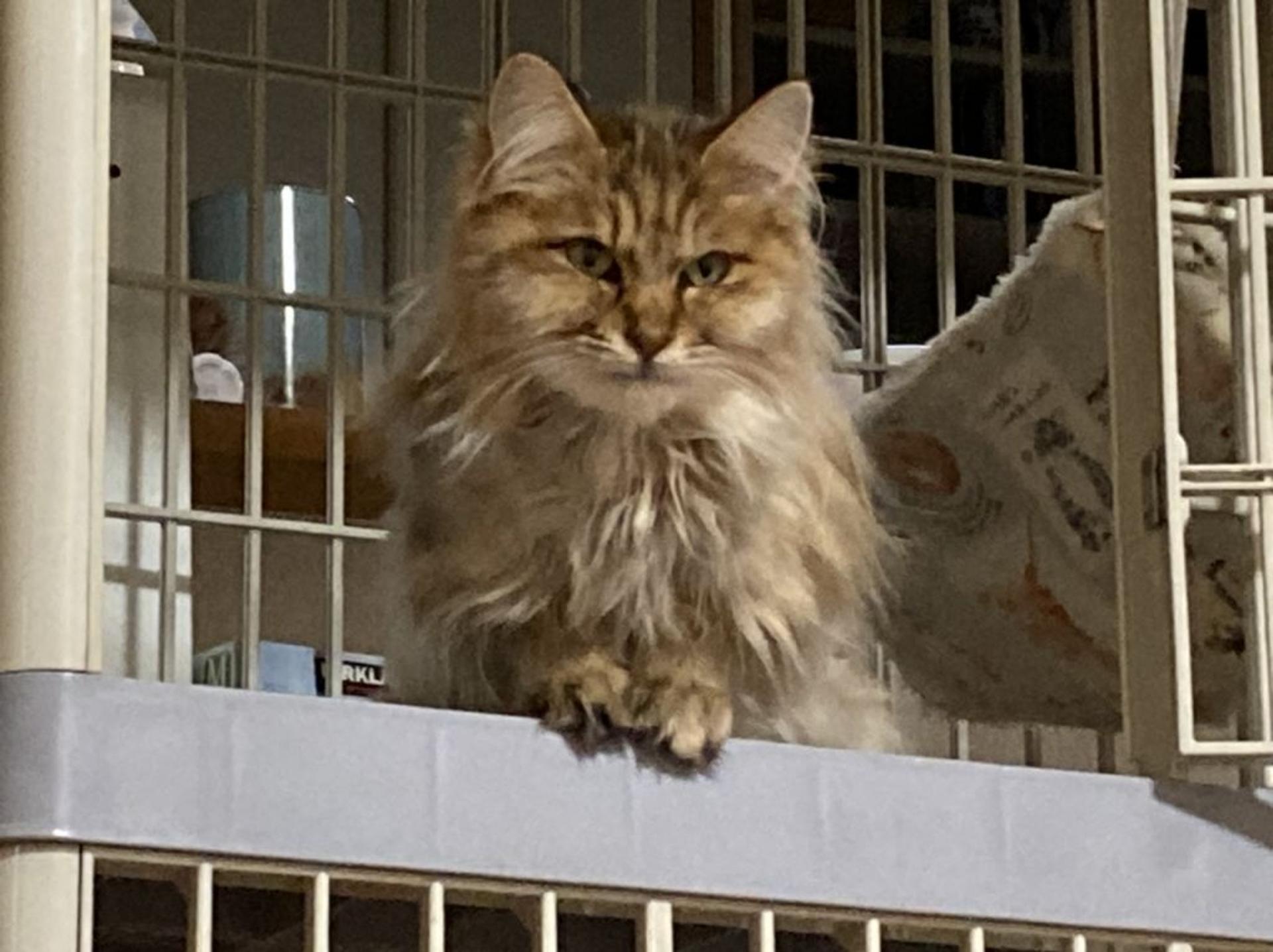pet-image-2
