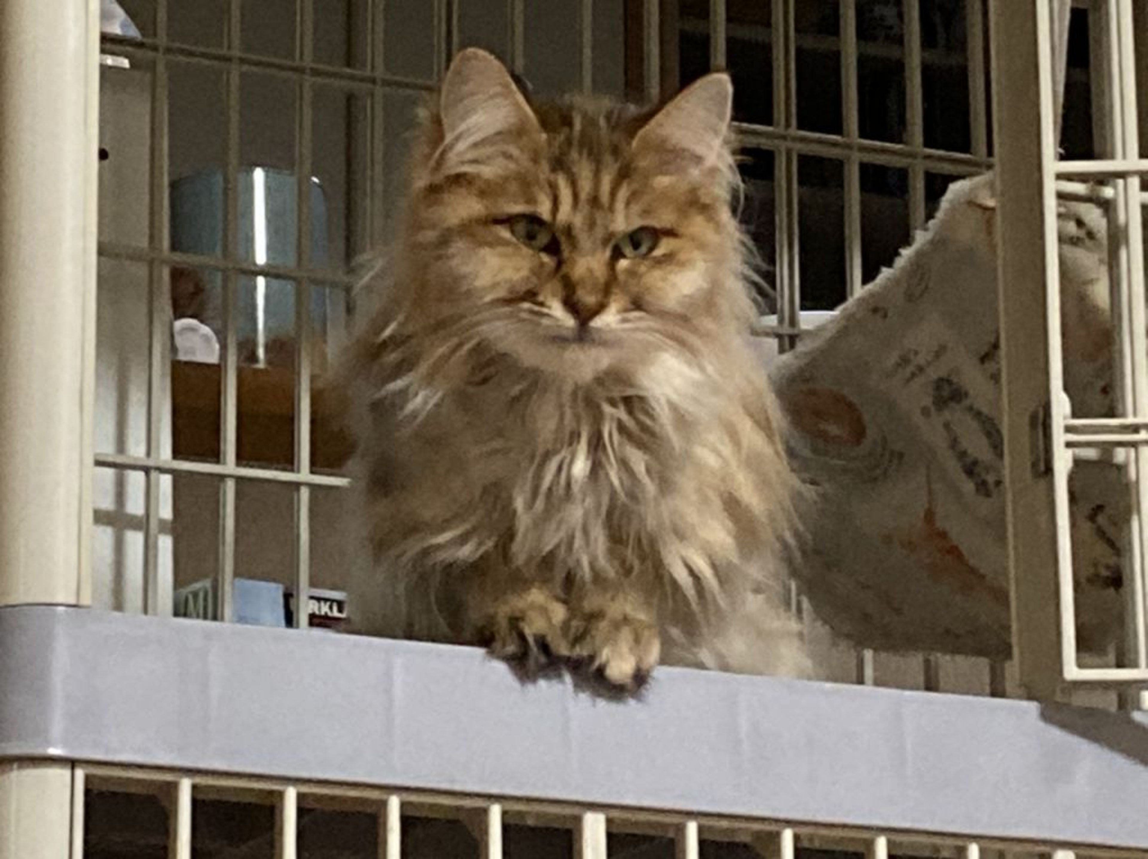 pet-image-2