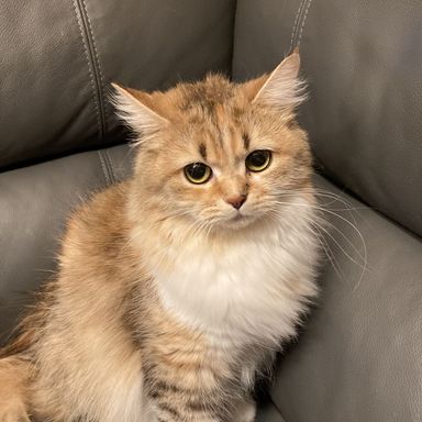 ヌヌ