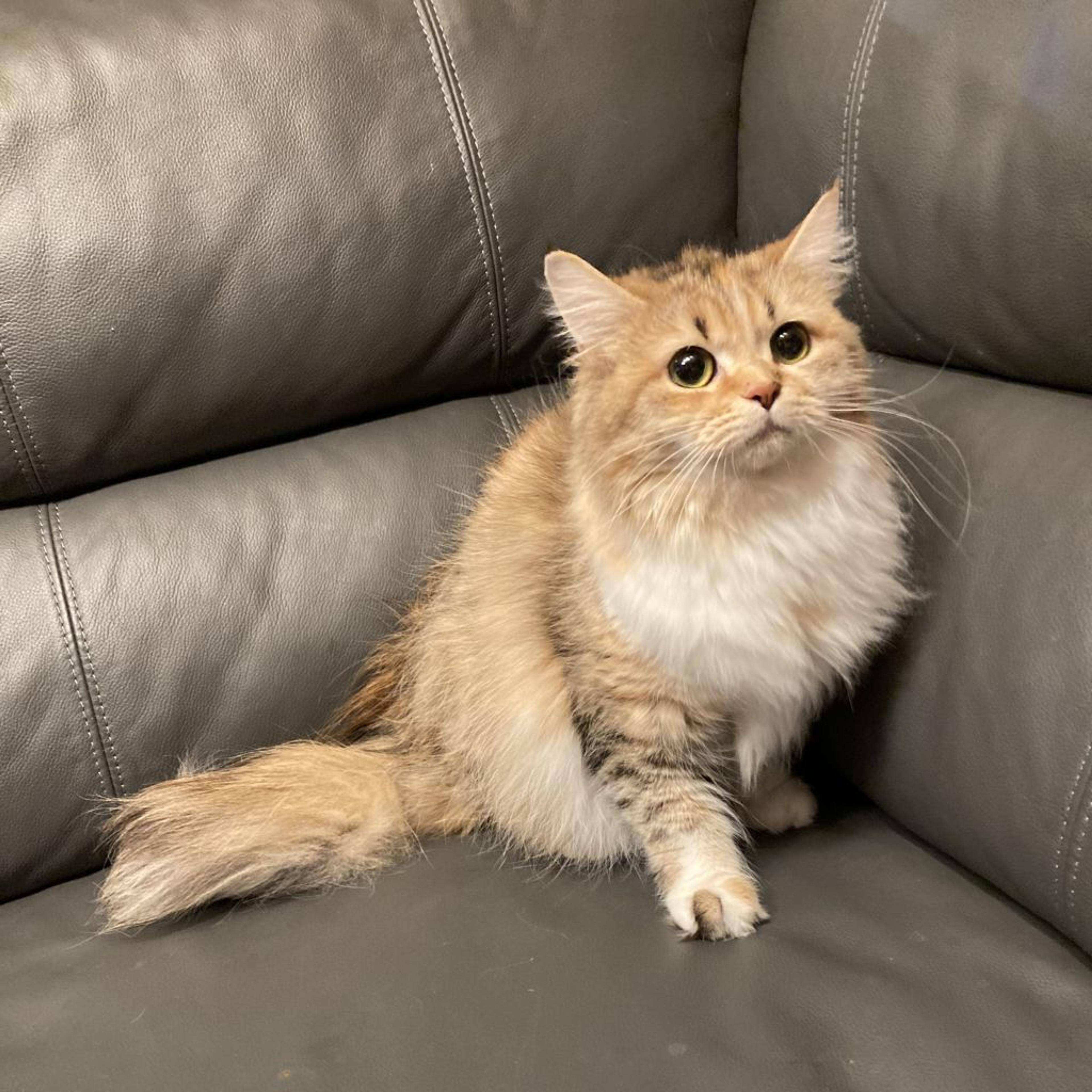 pet-image-3