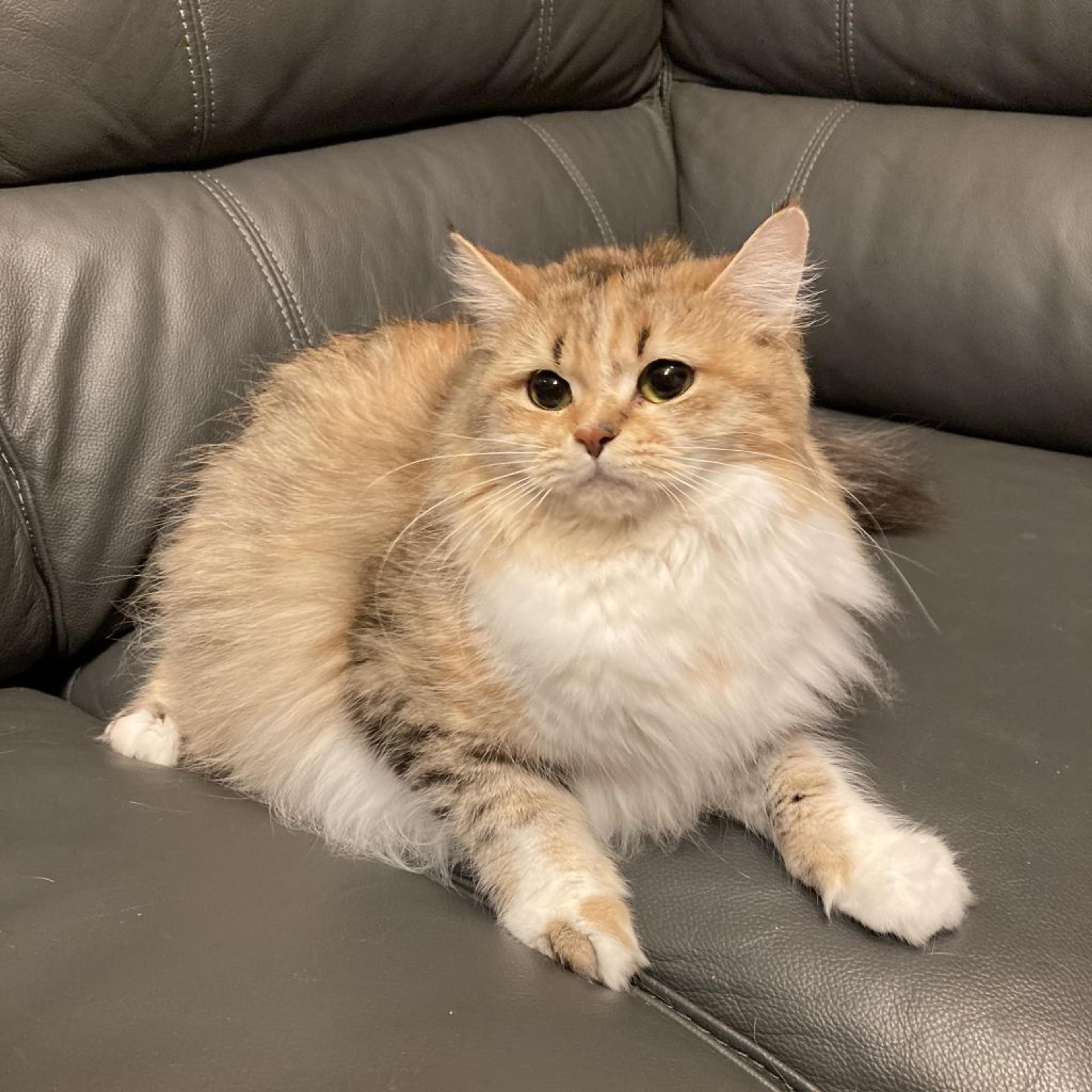 pet-image-4