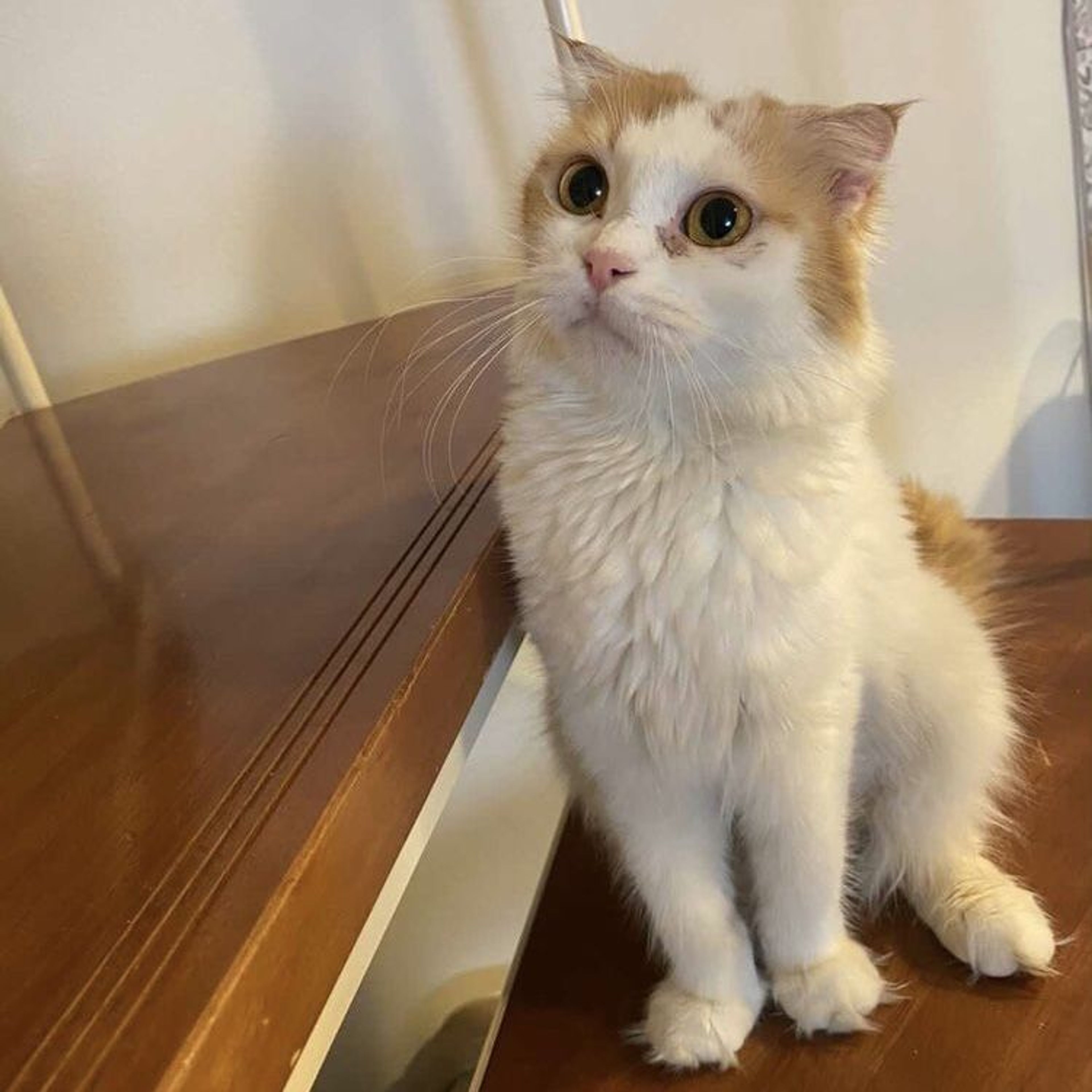 マンチカン・メスの里親募集の写真