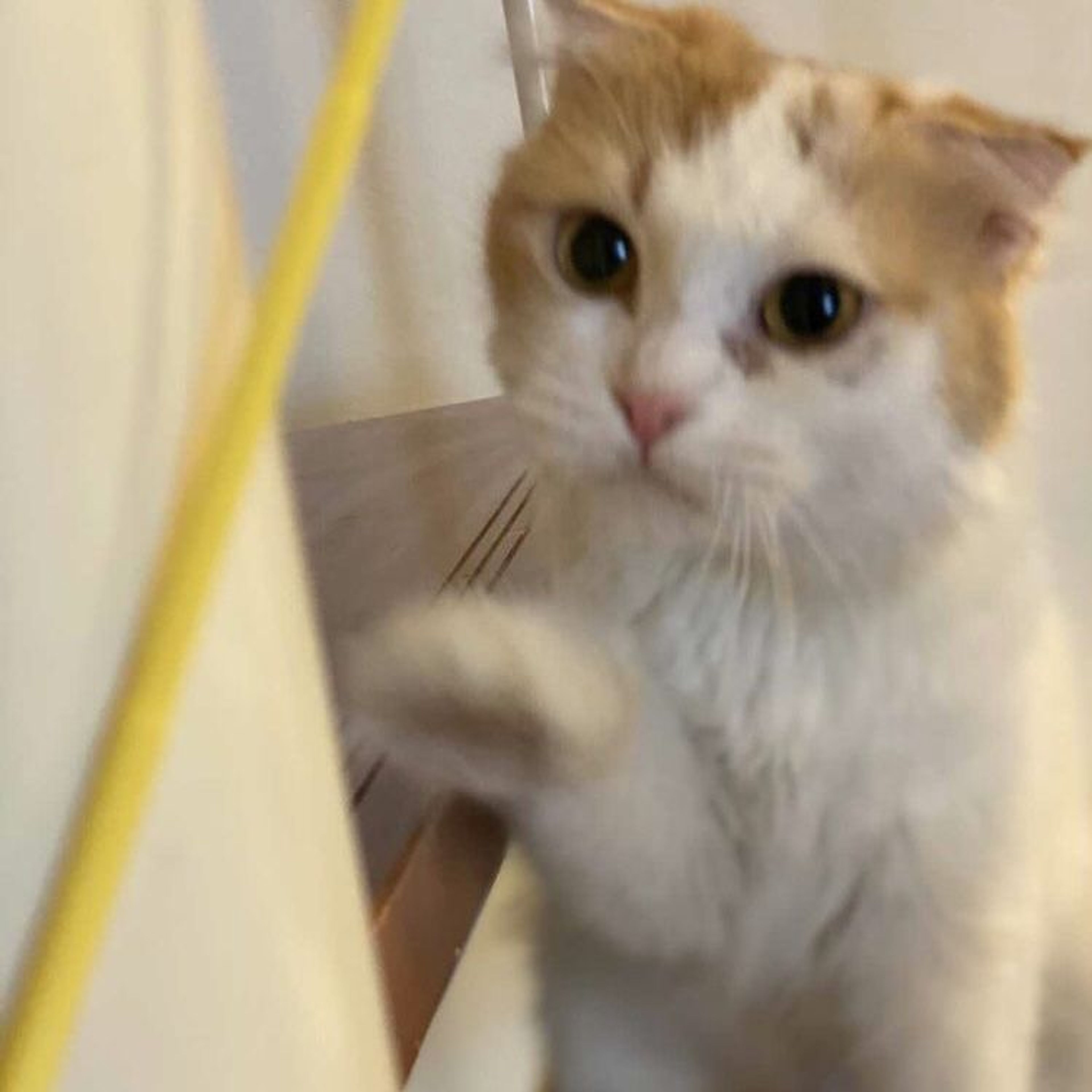 pet-image-4