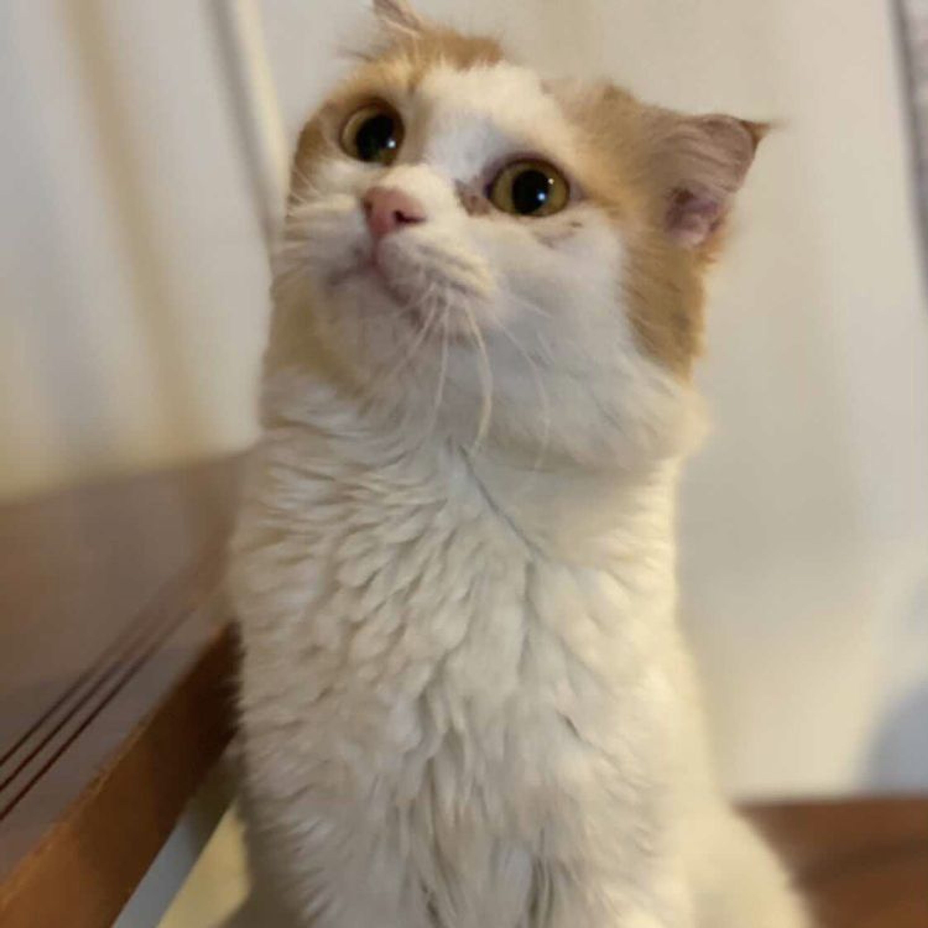 pet-image-5