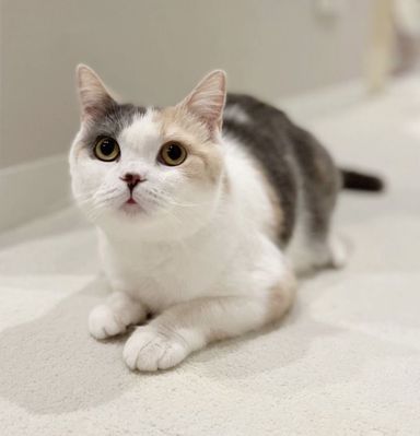 ミコ