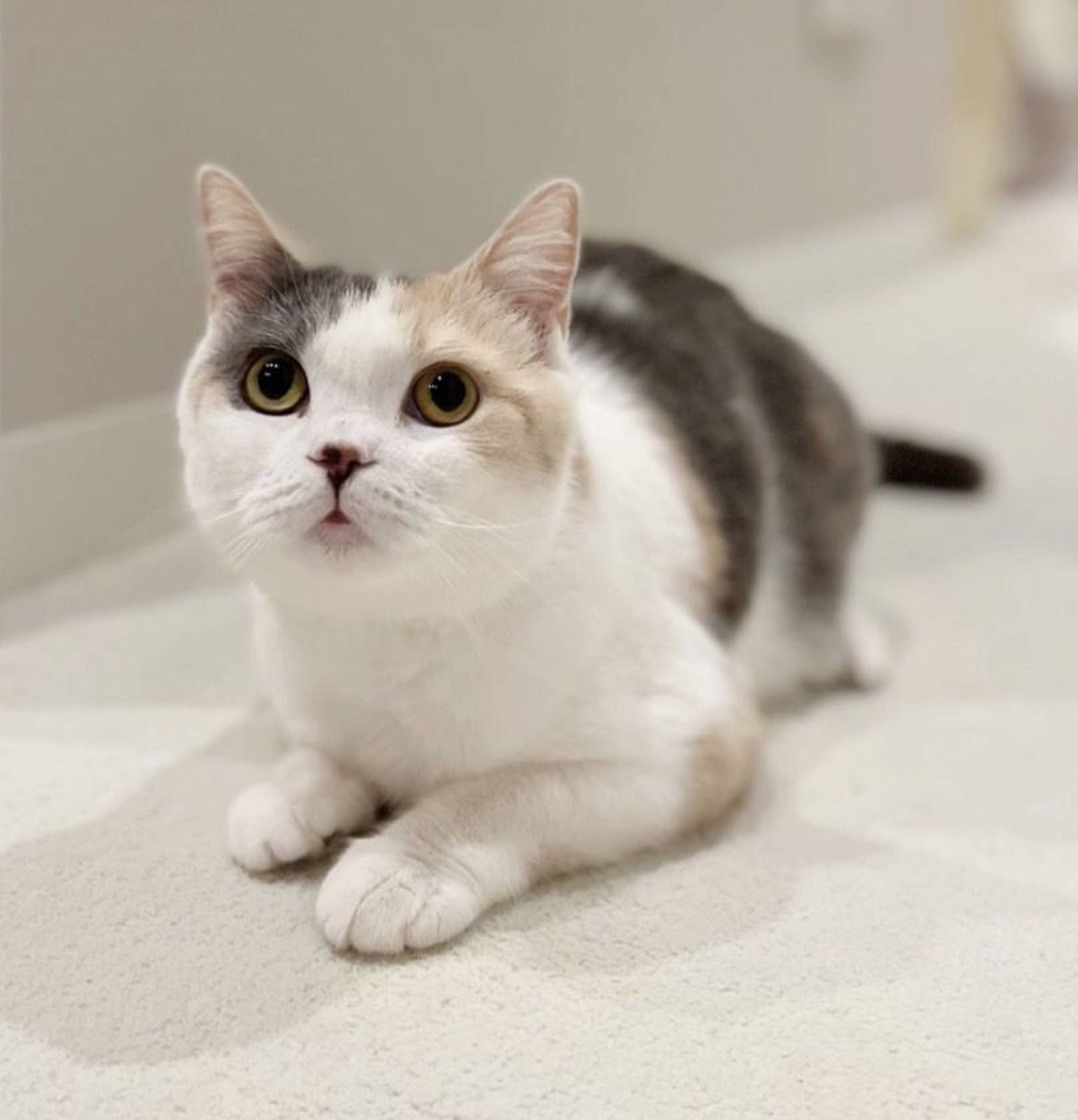 スコティッシュフォールド・メスの里親募集の写真
