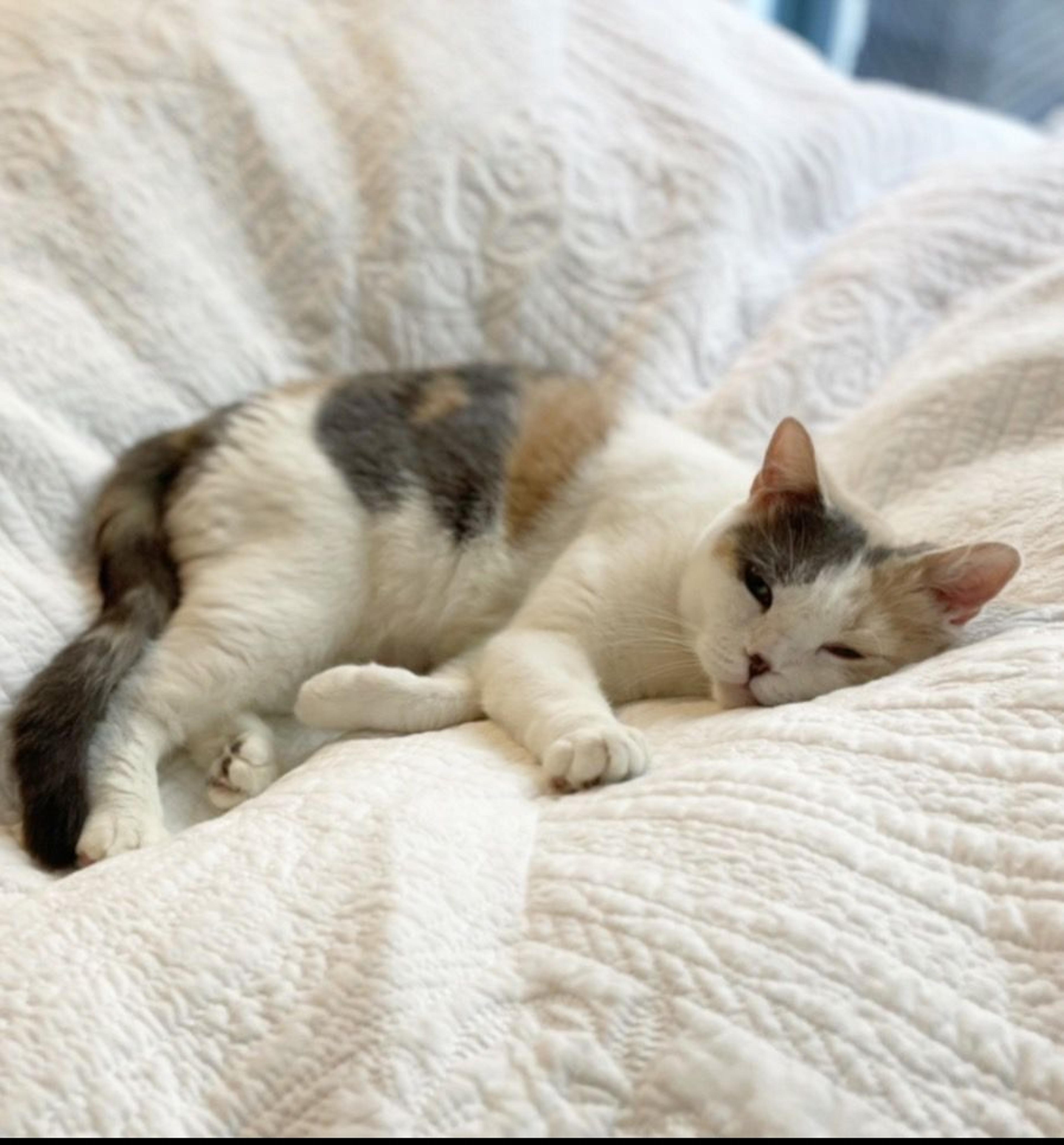 pet-image-2