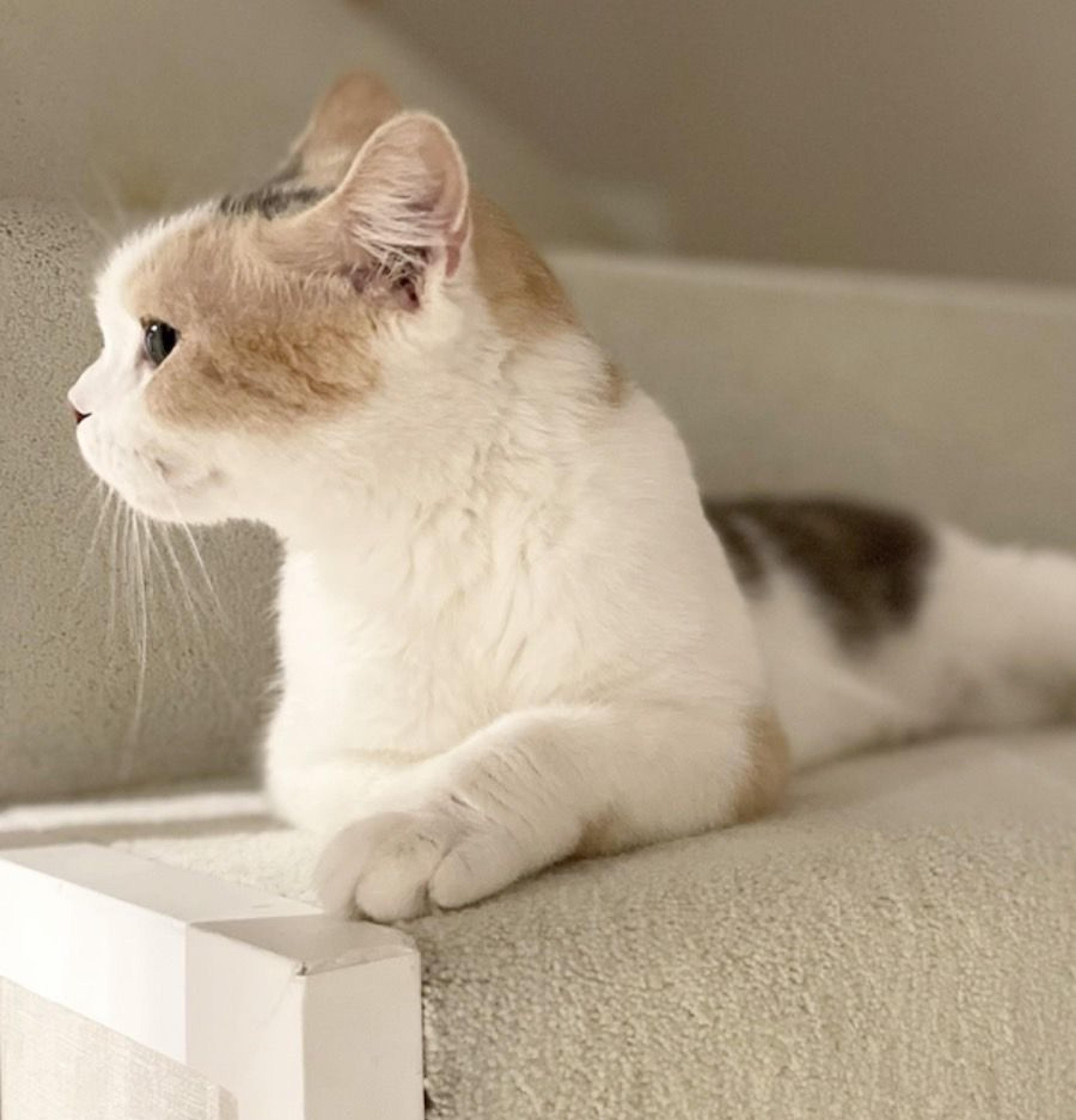 pet-image-3