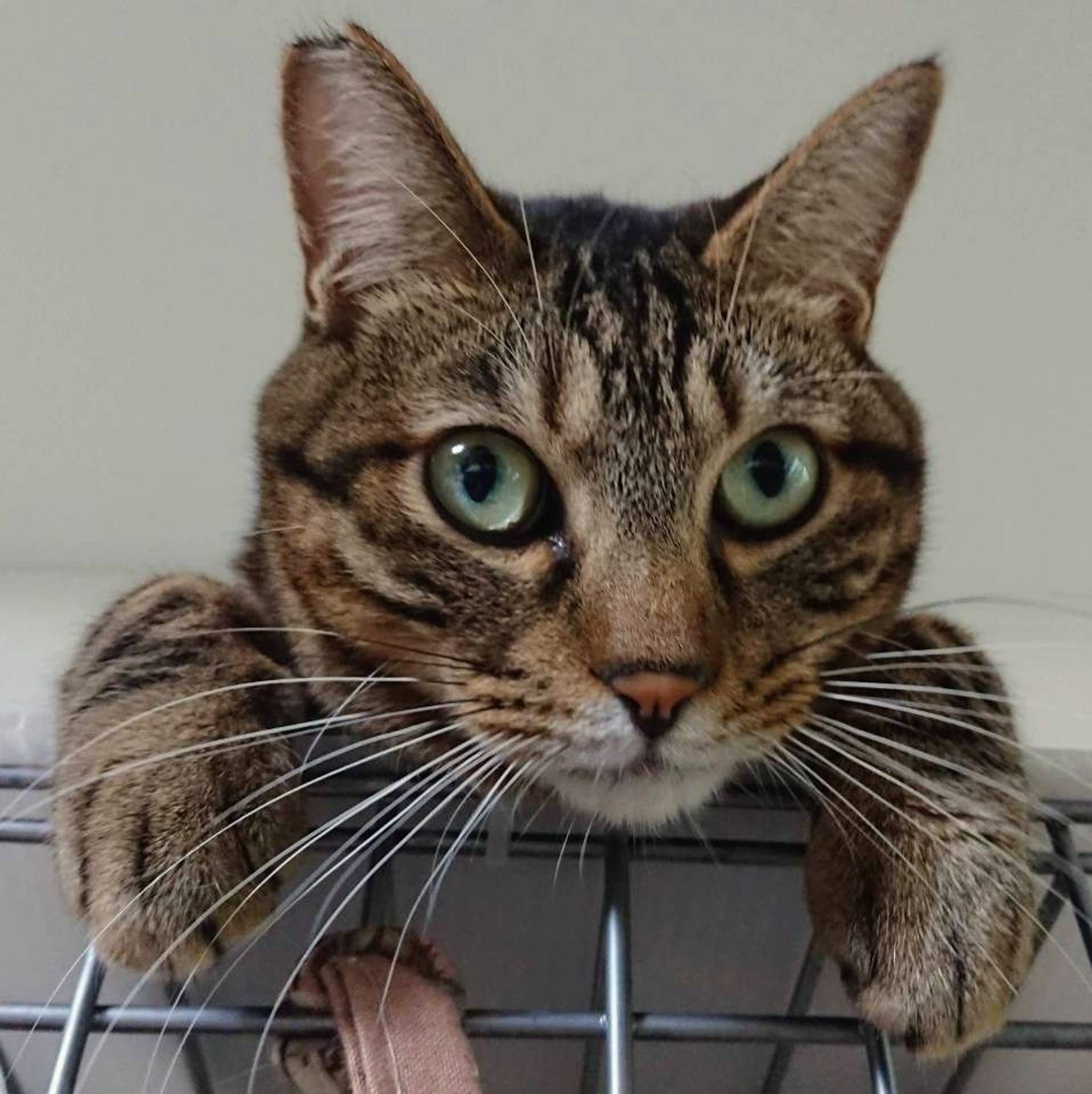 雑種（ミックス猫）・オスの里親募集の写真