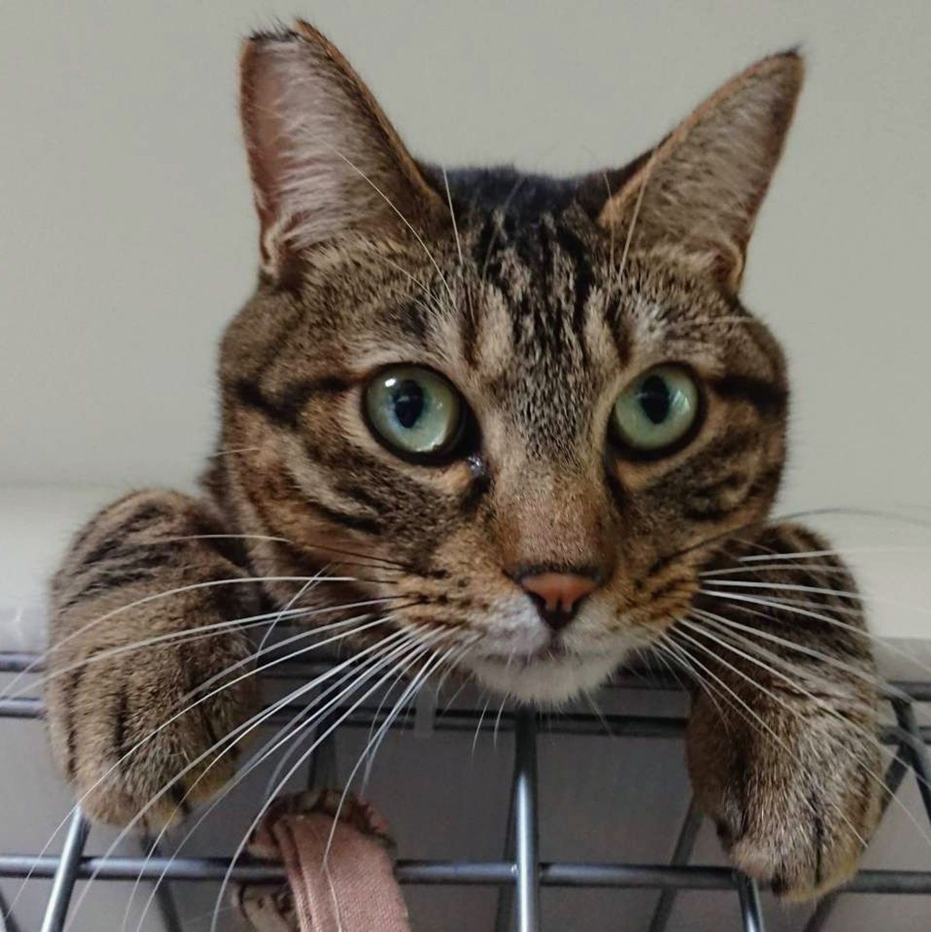 雑種（ミックス猫）・オスの里親募集の写真