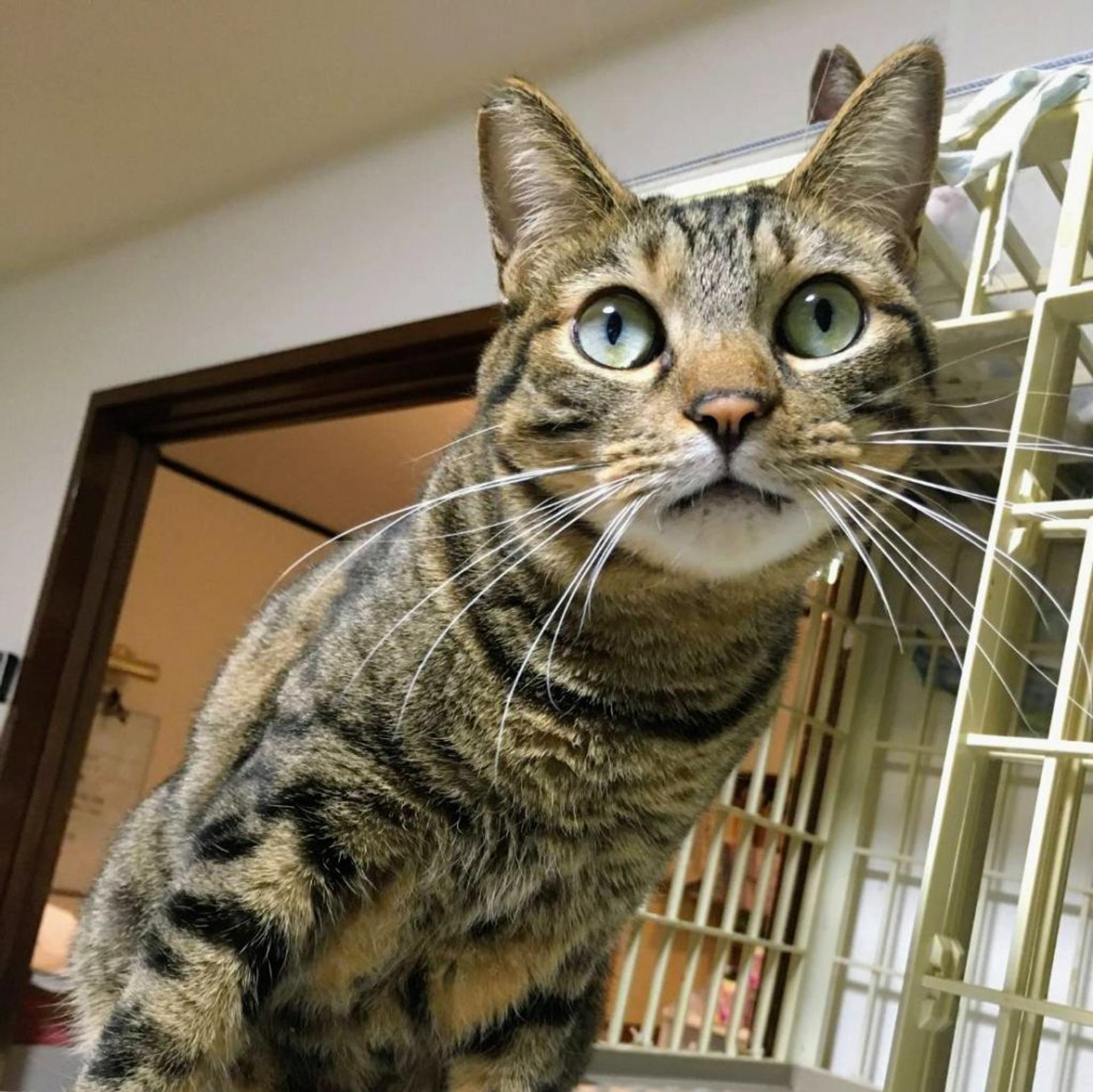 pet-image-2