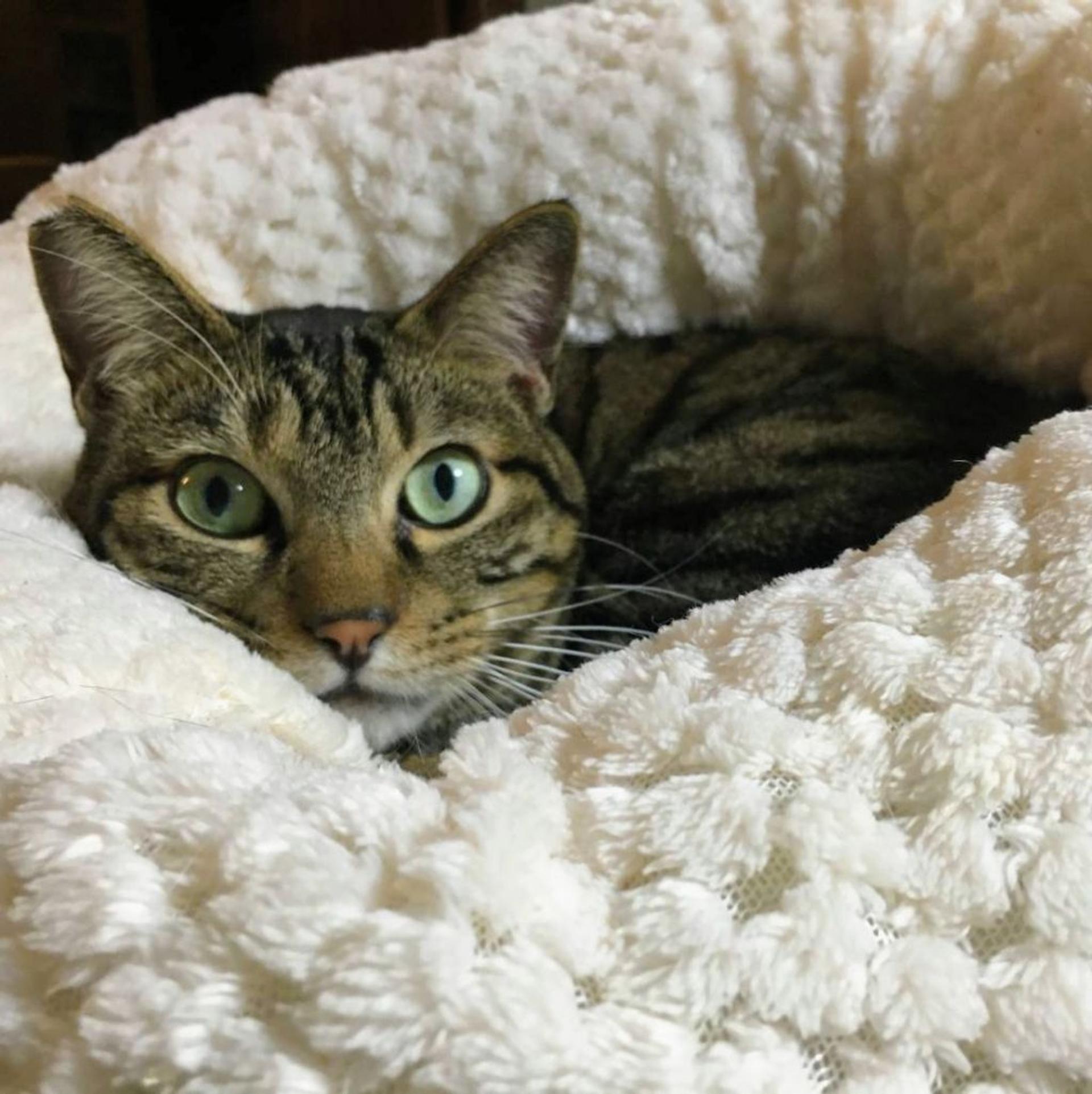 pet-image-3
