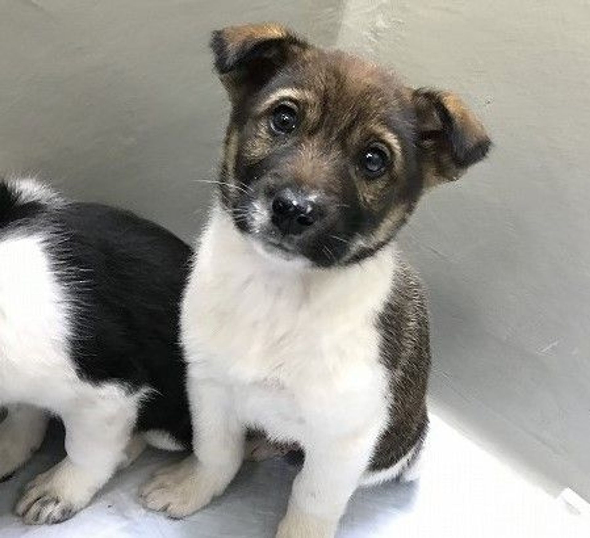 雑種（ミックス犬）・オスの里親募集の写真