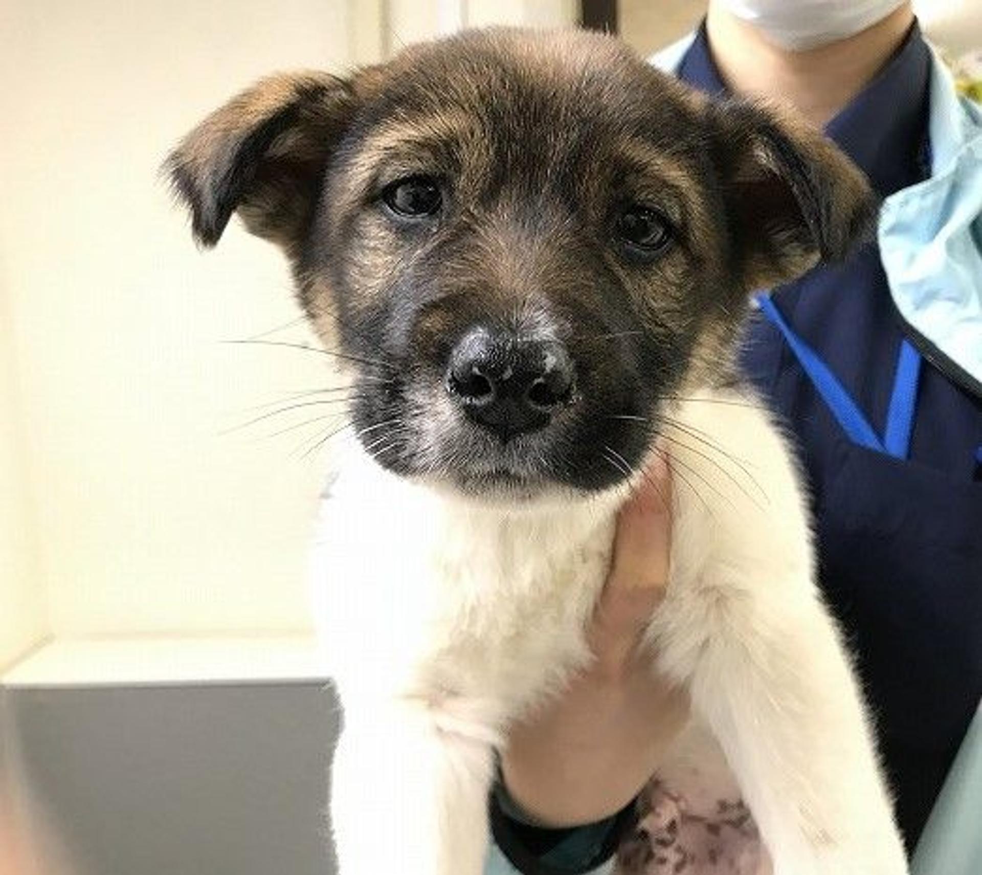 pet-image-2