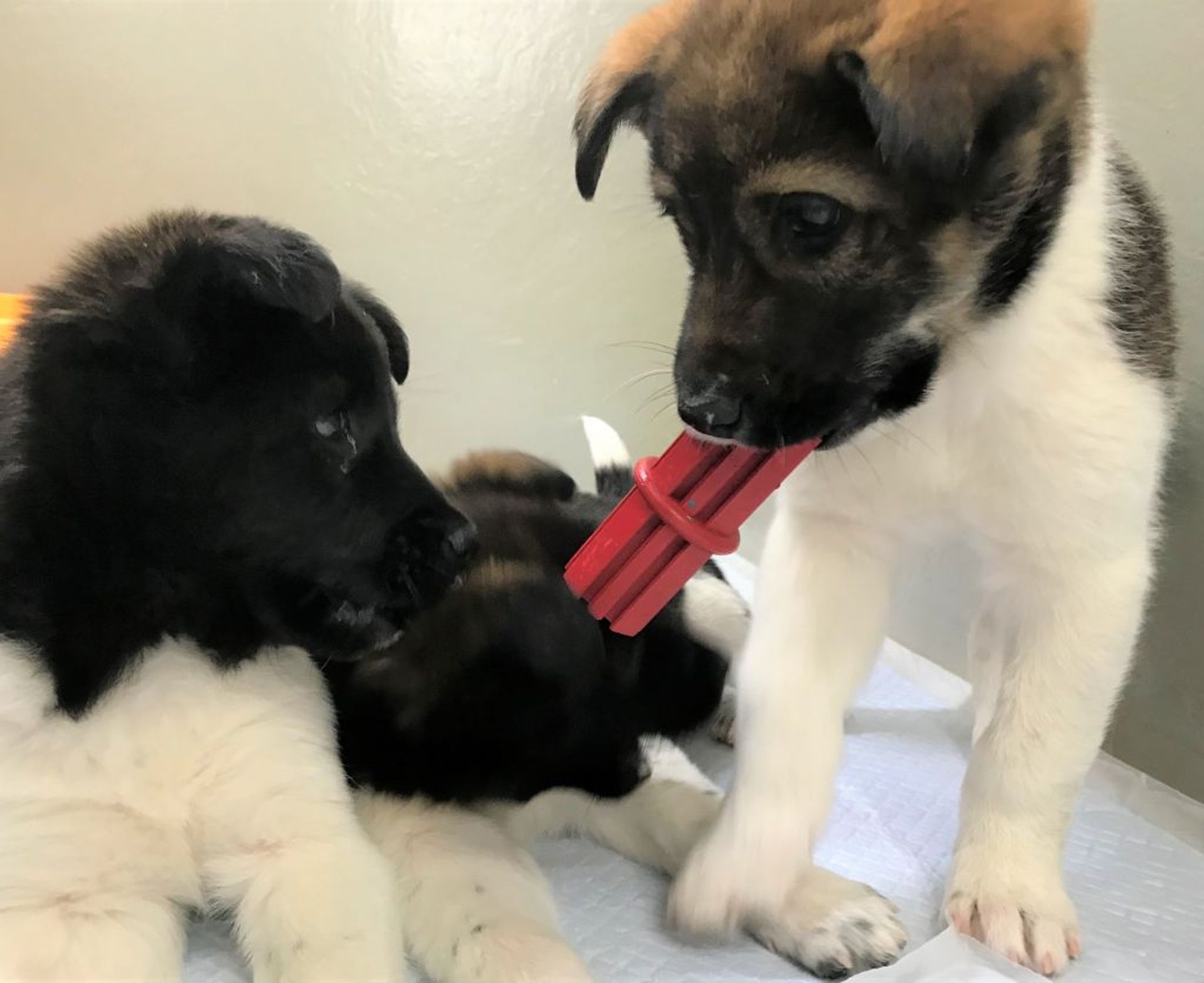 雑種（ミックス犬）・オスの里親募集の写真