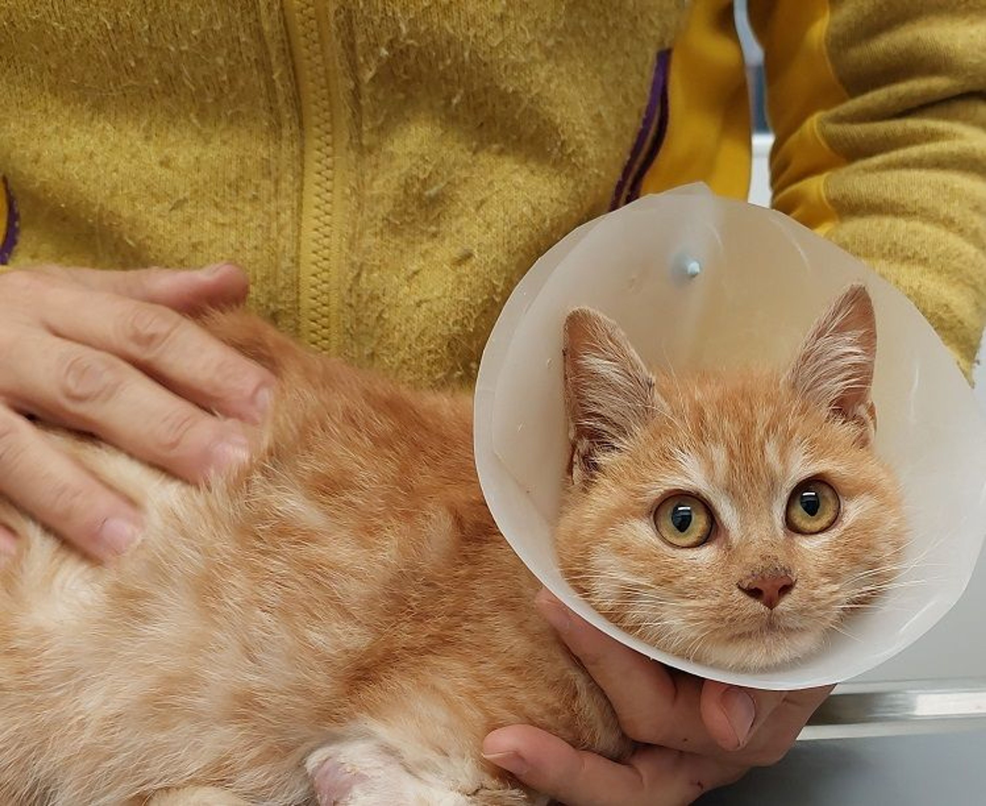 pet-image-3