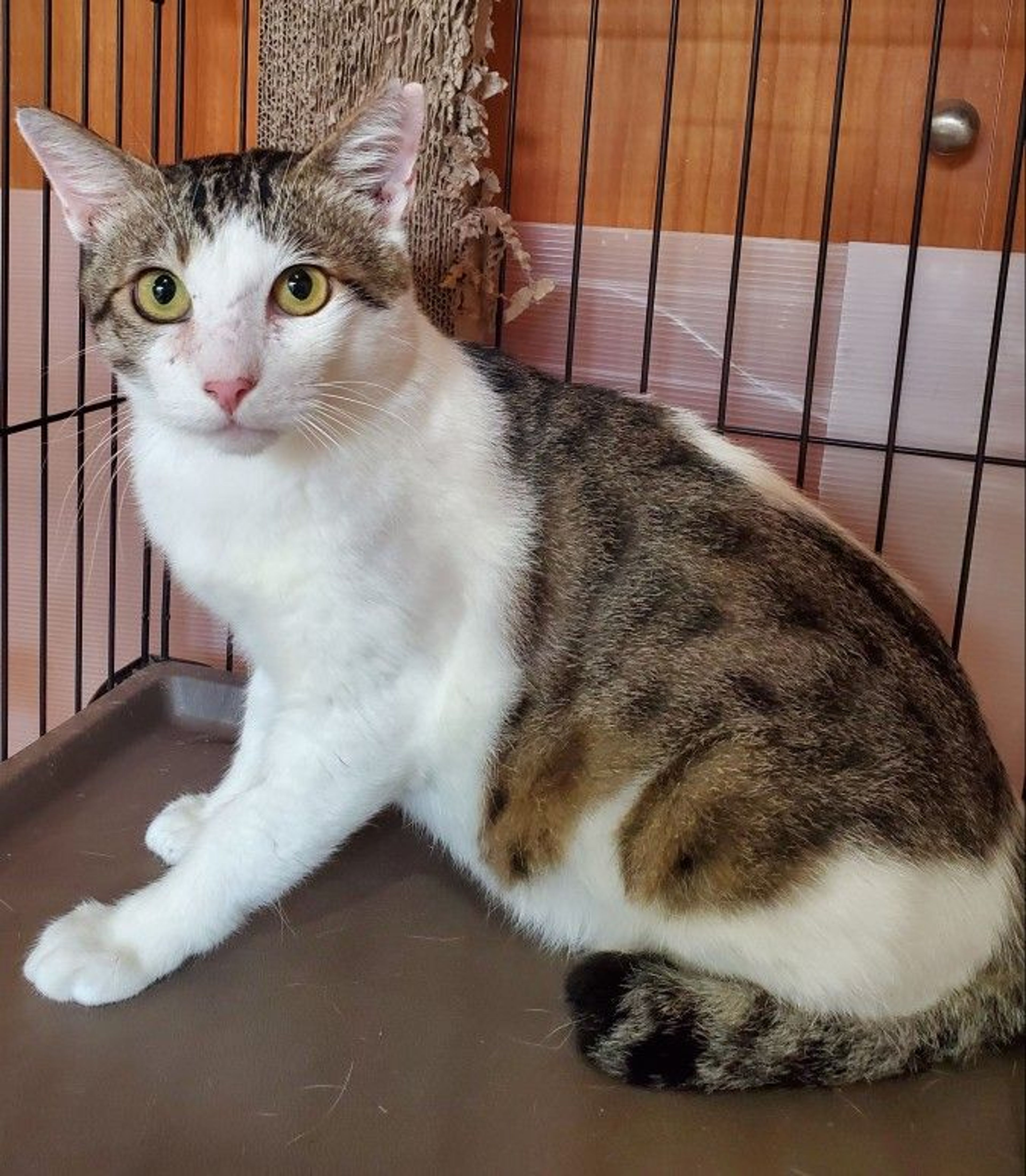 pet-image-2