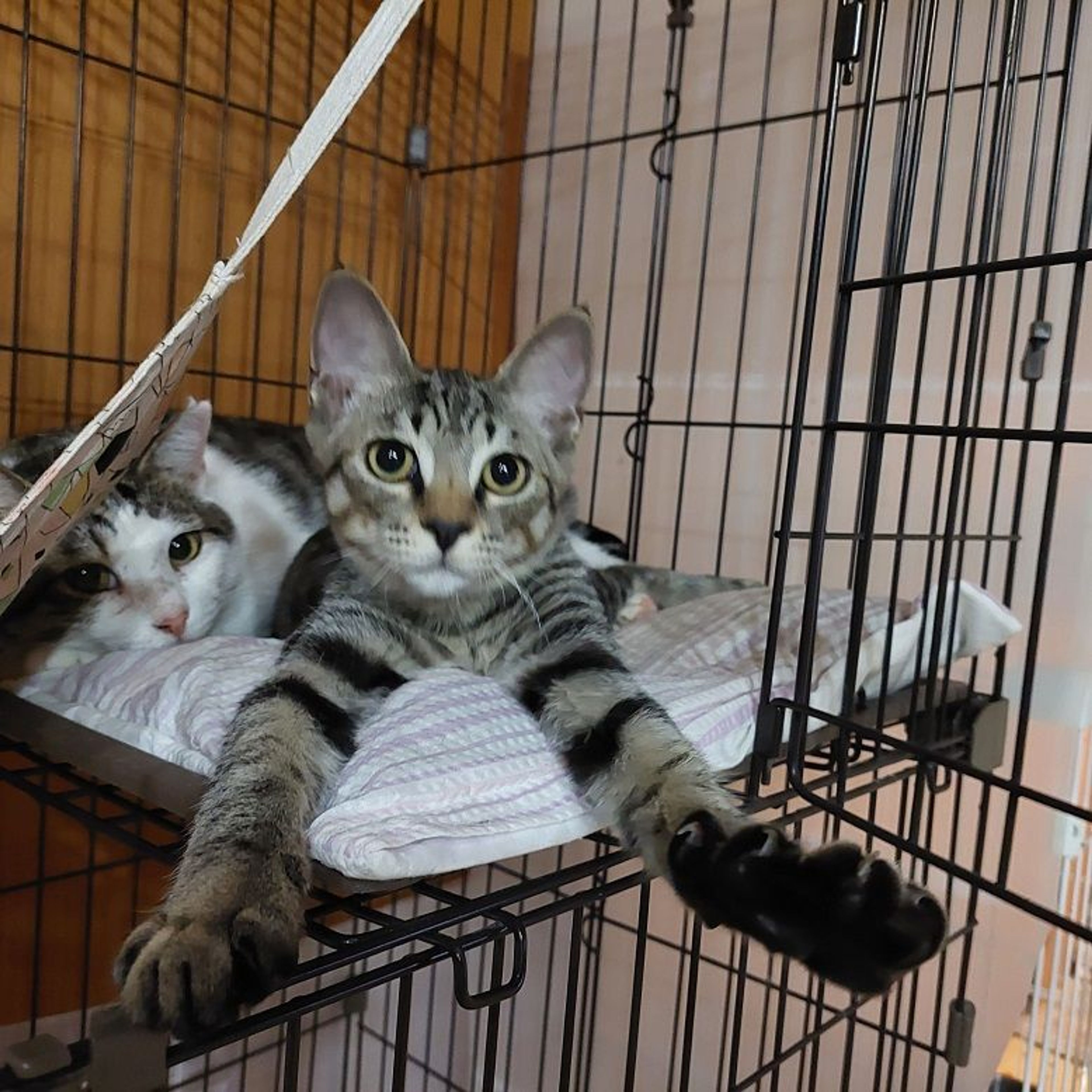 pet-image-5