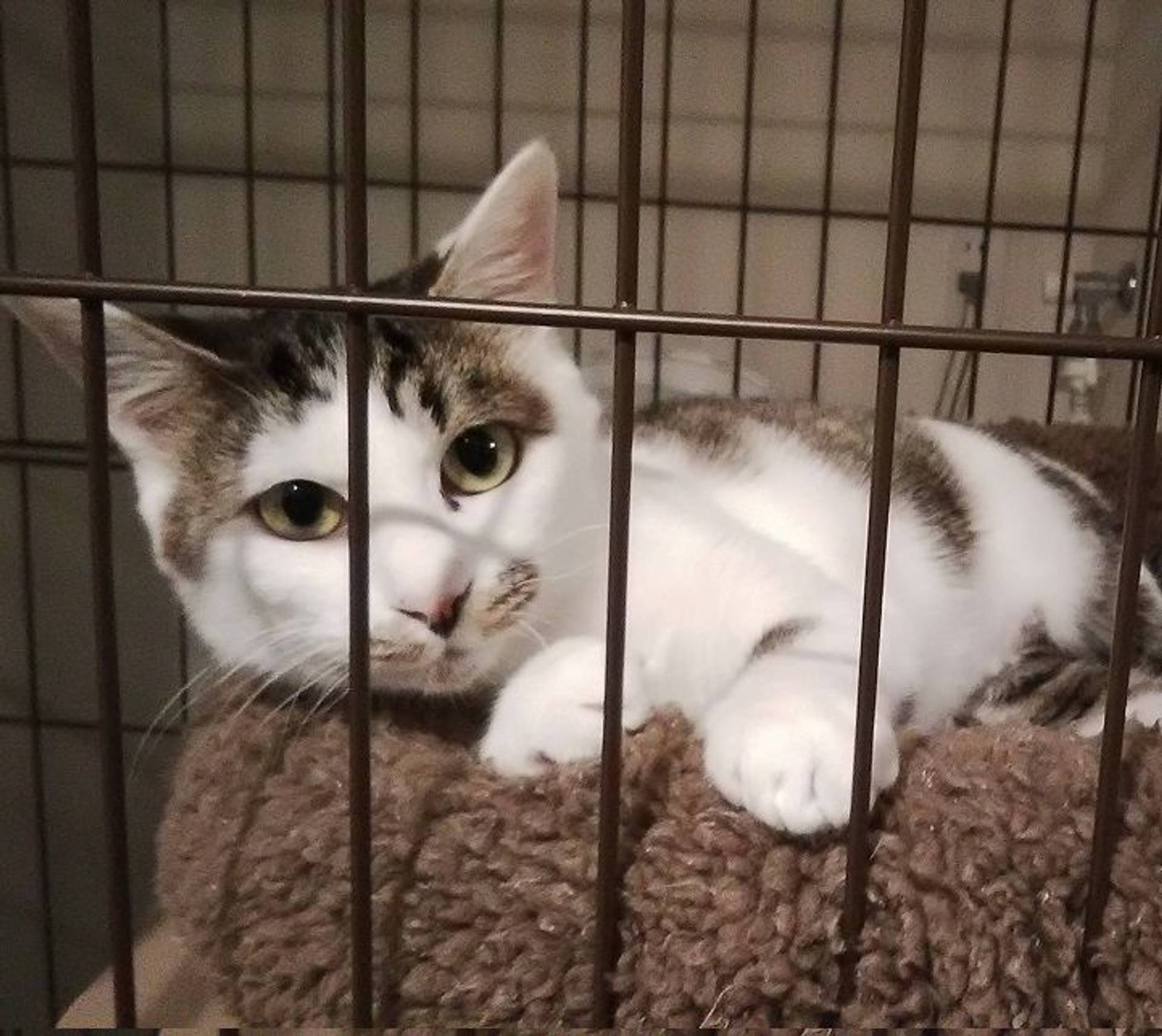 雑種（ミックス猫）・メスの里親募集の写真