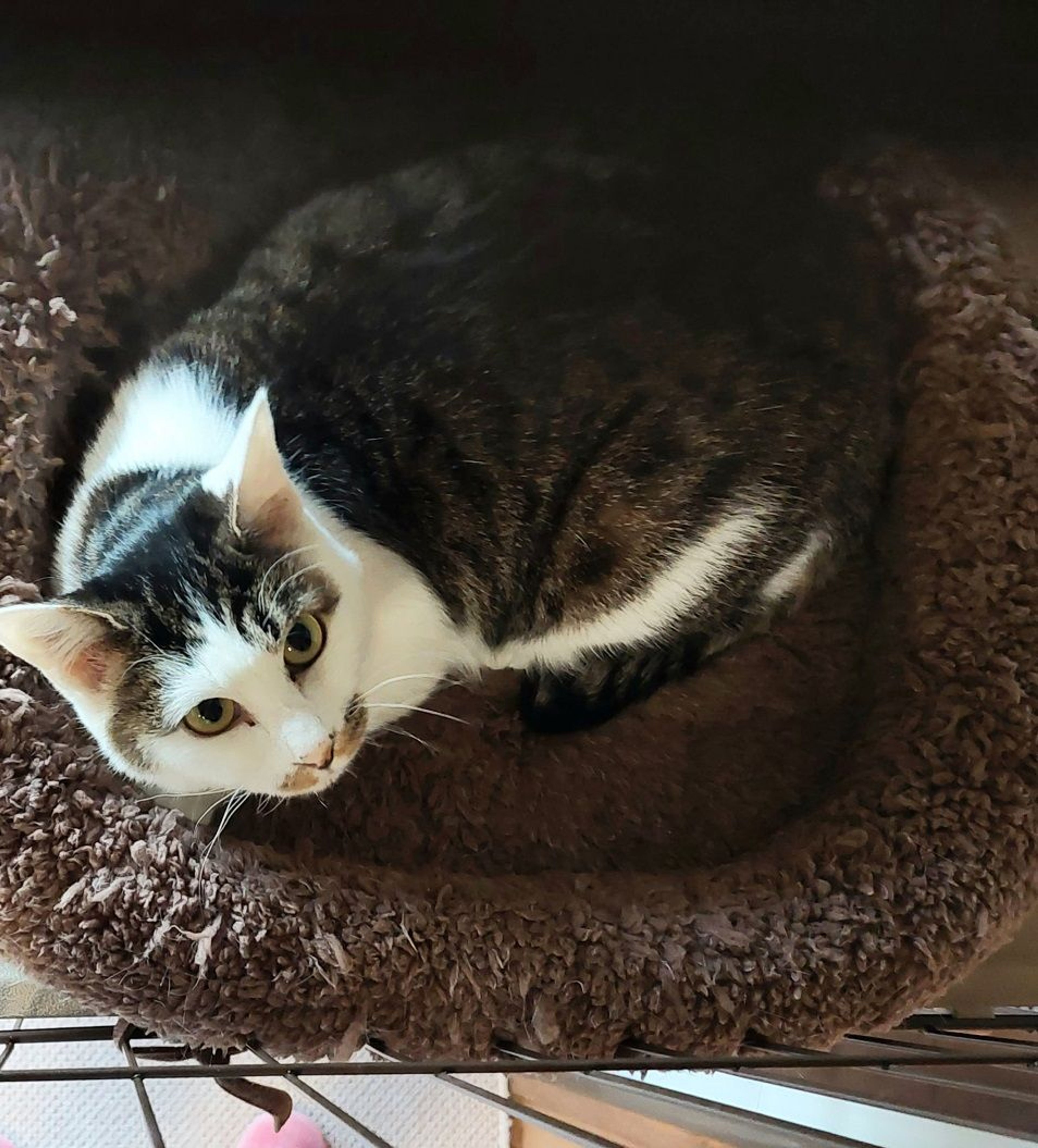 pet-image-2