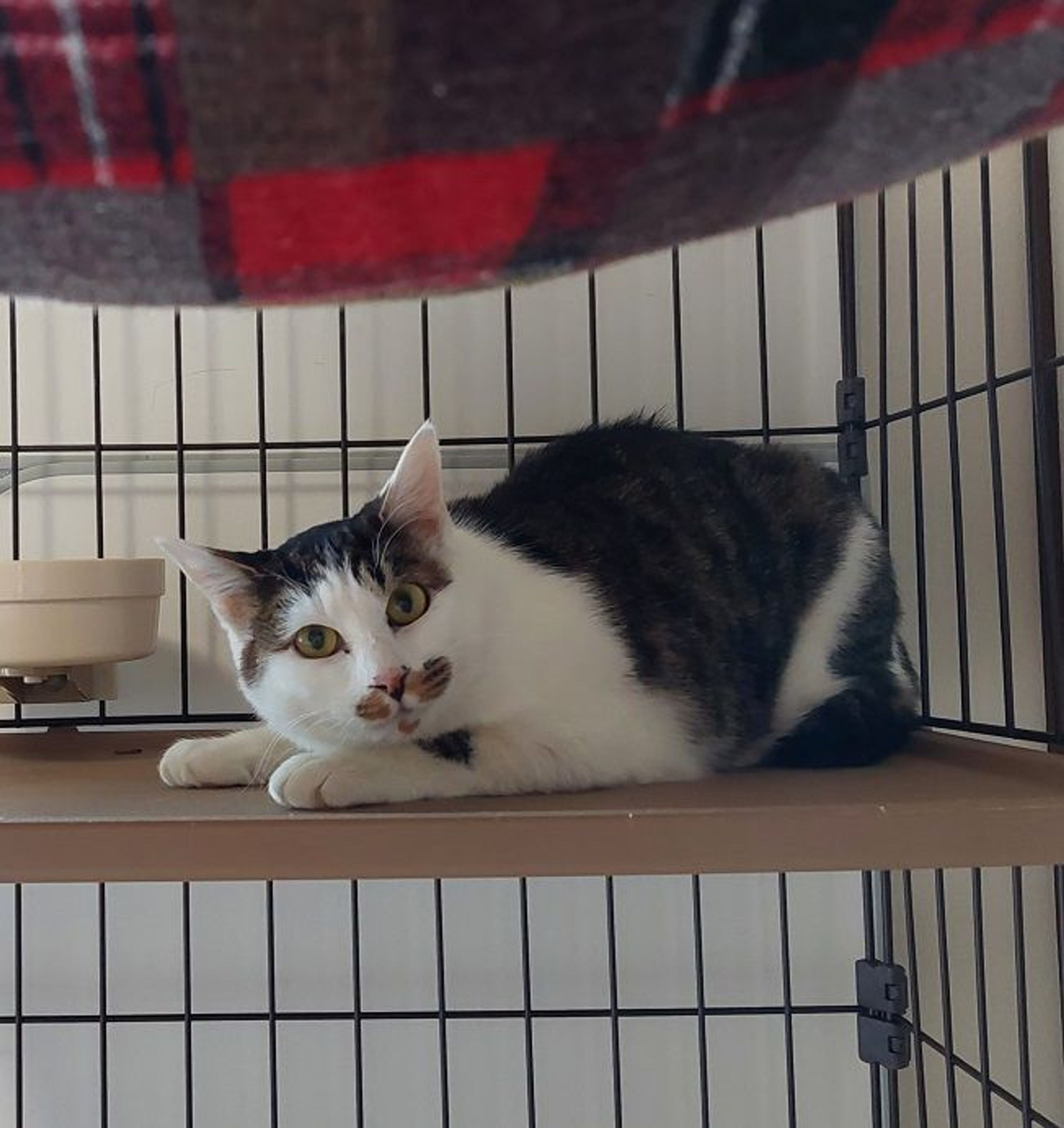 pet-image-3