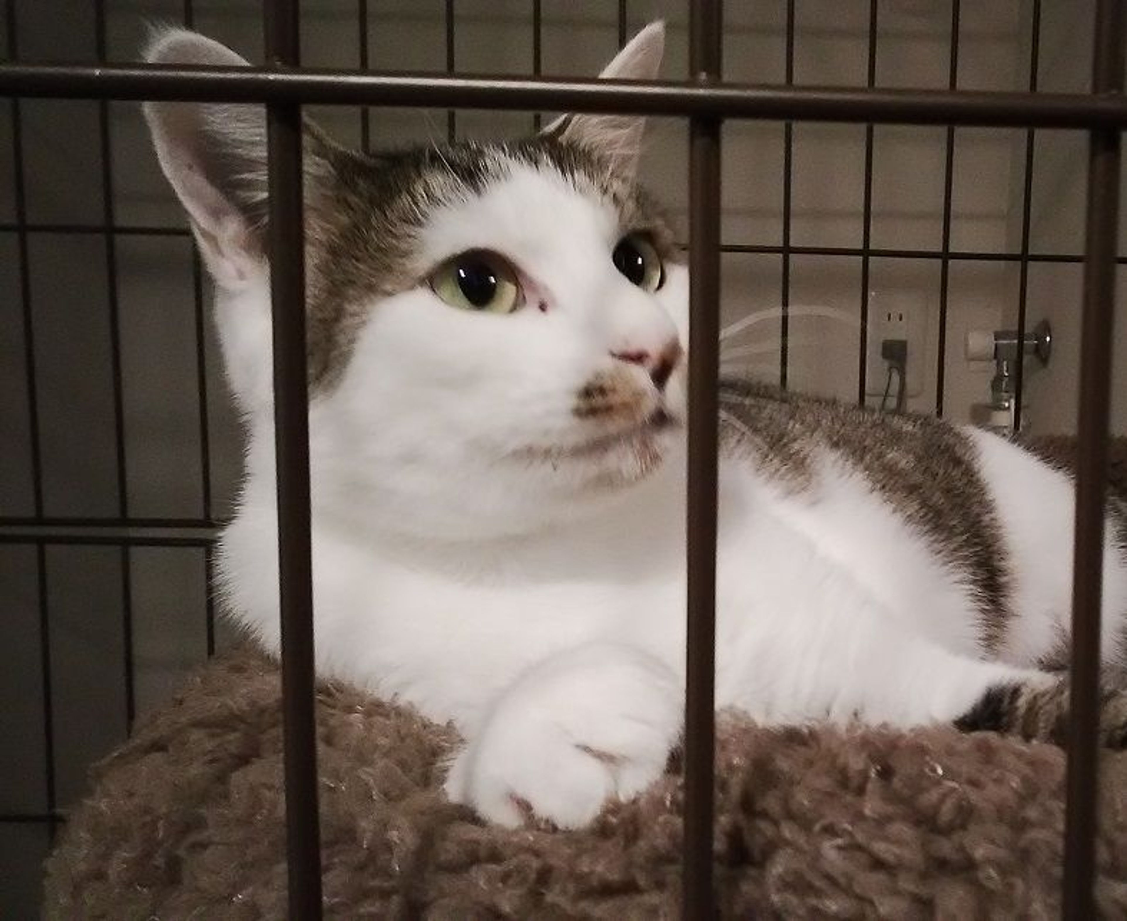 pet-image-4