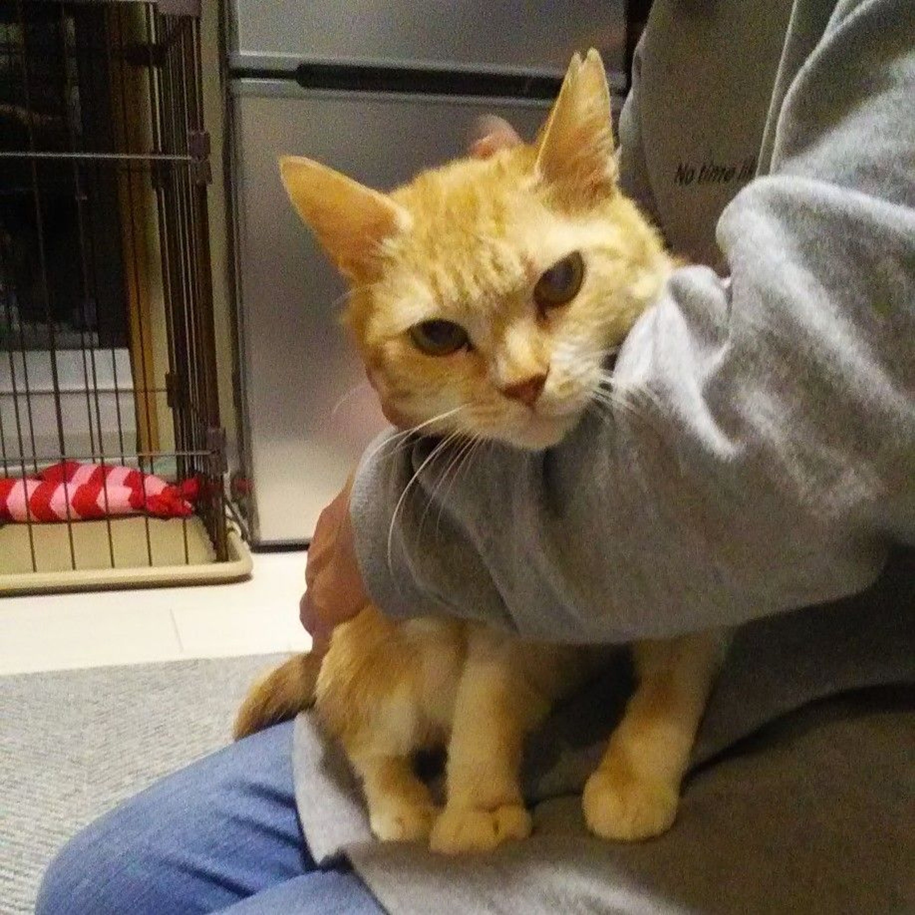 pet-image-2