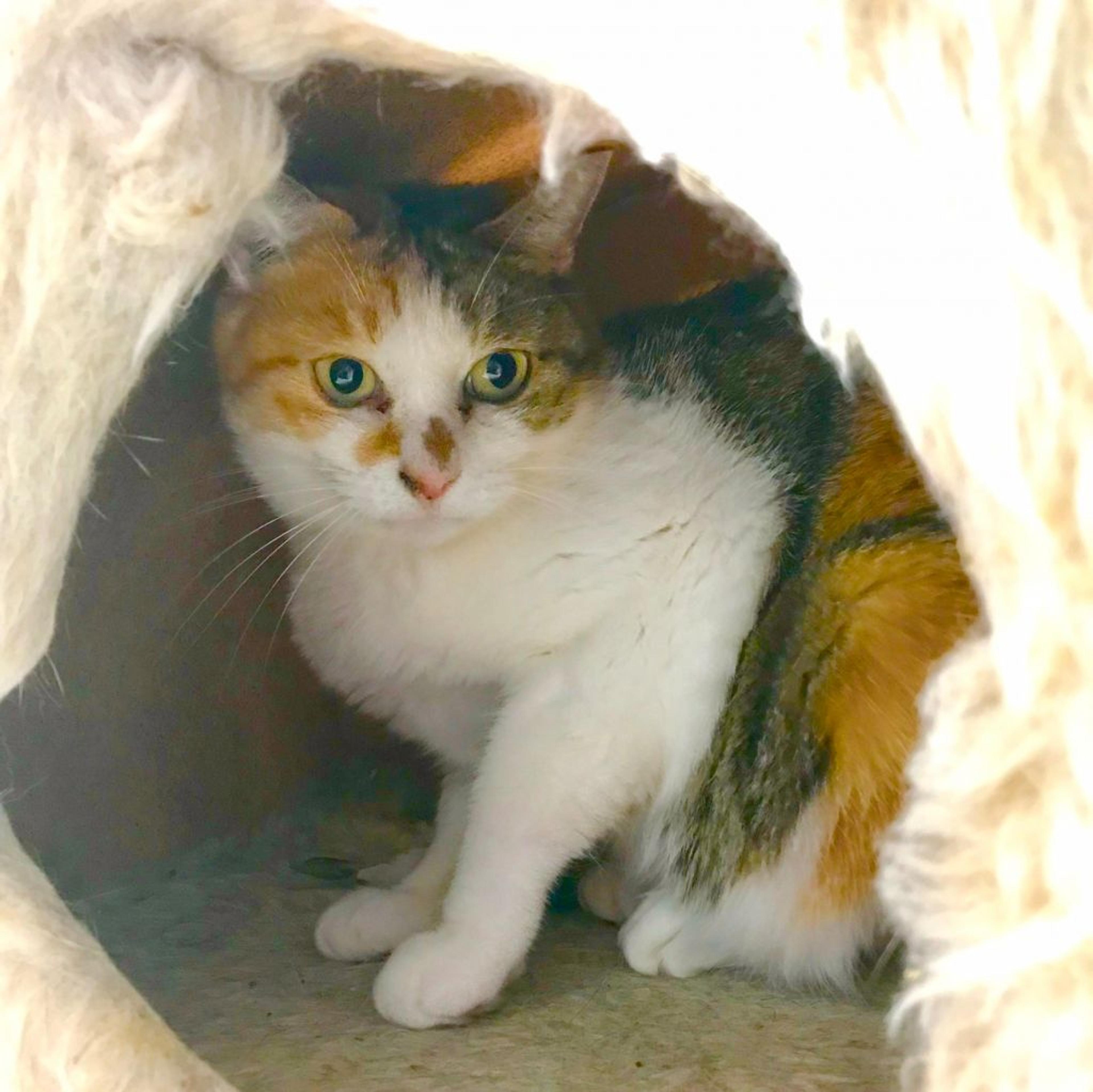 pet-image-2