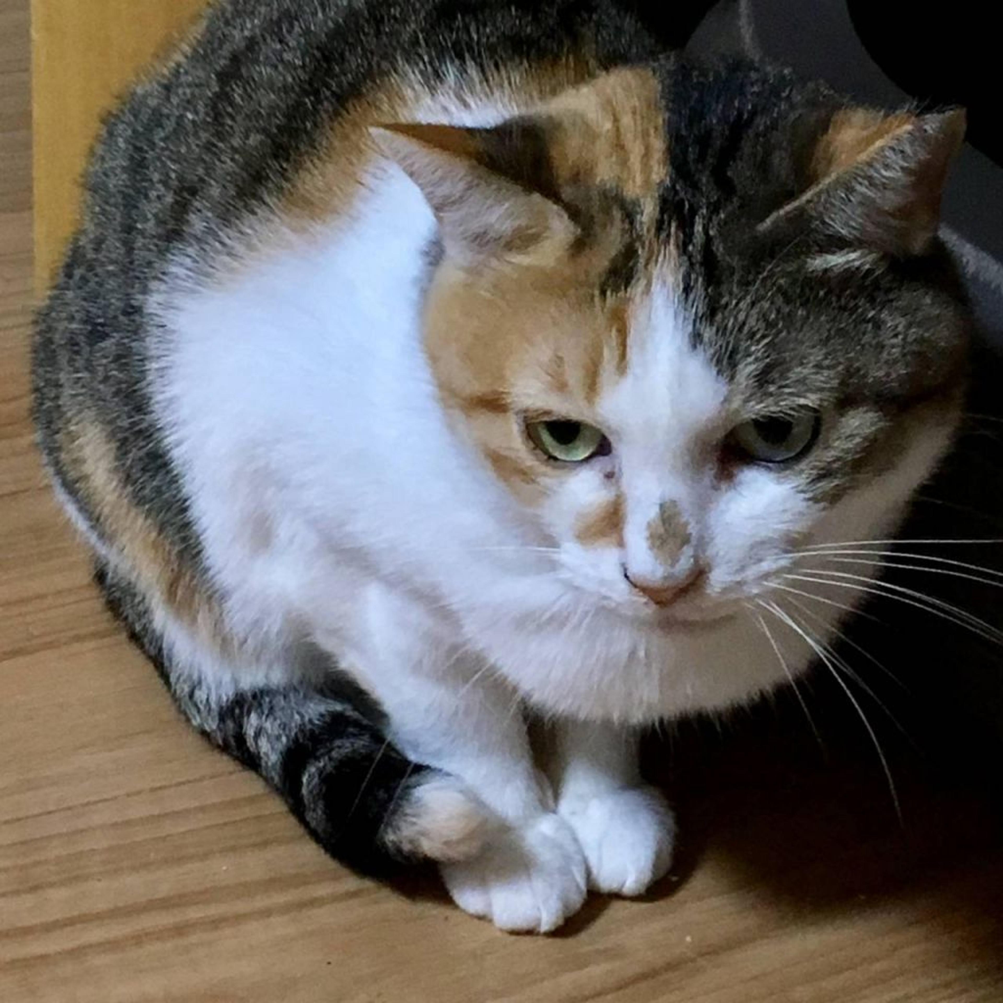 pet-image-3