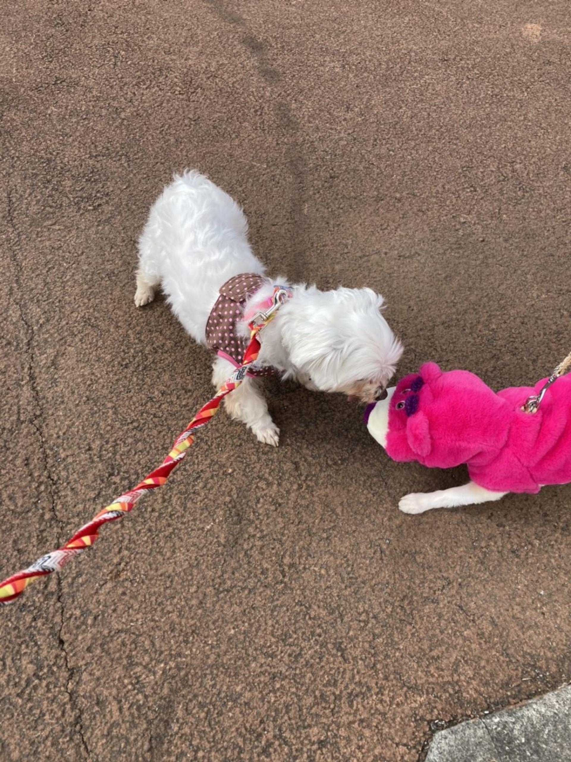 pet-image-3