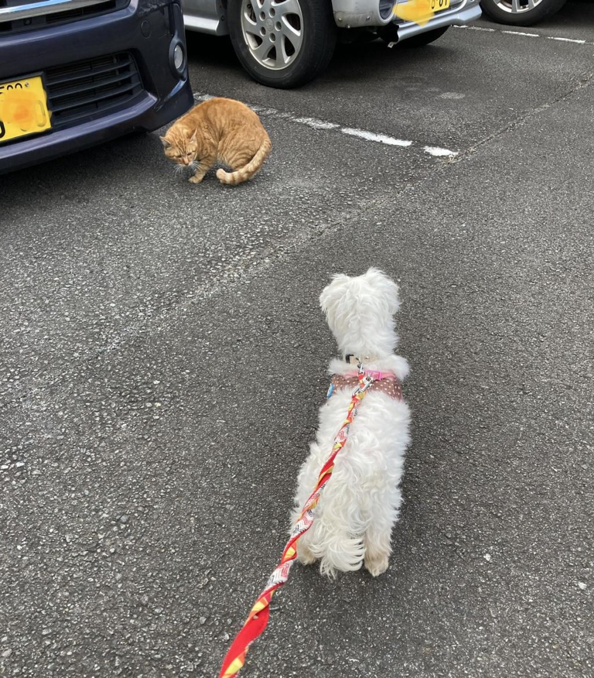 pet-image-4