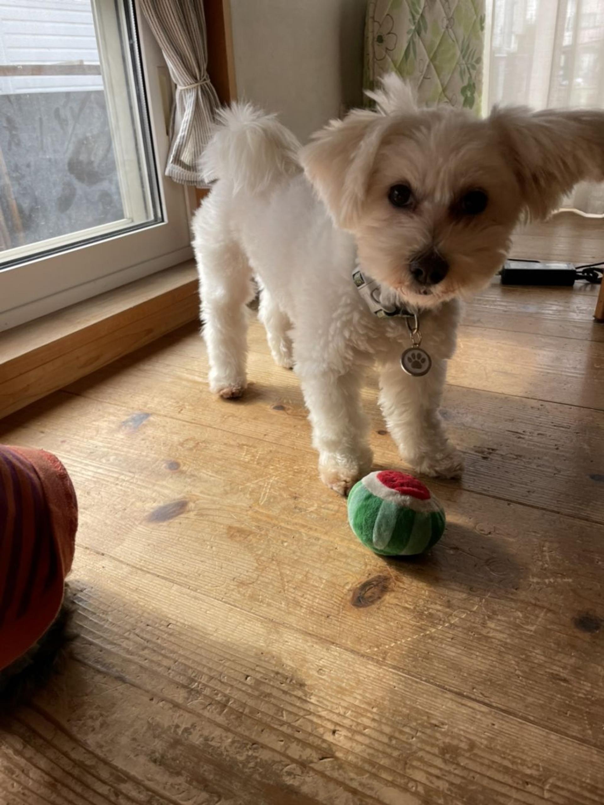 pet-image-2