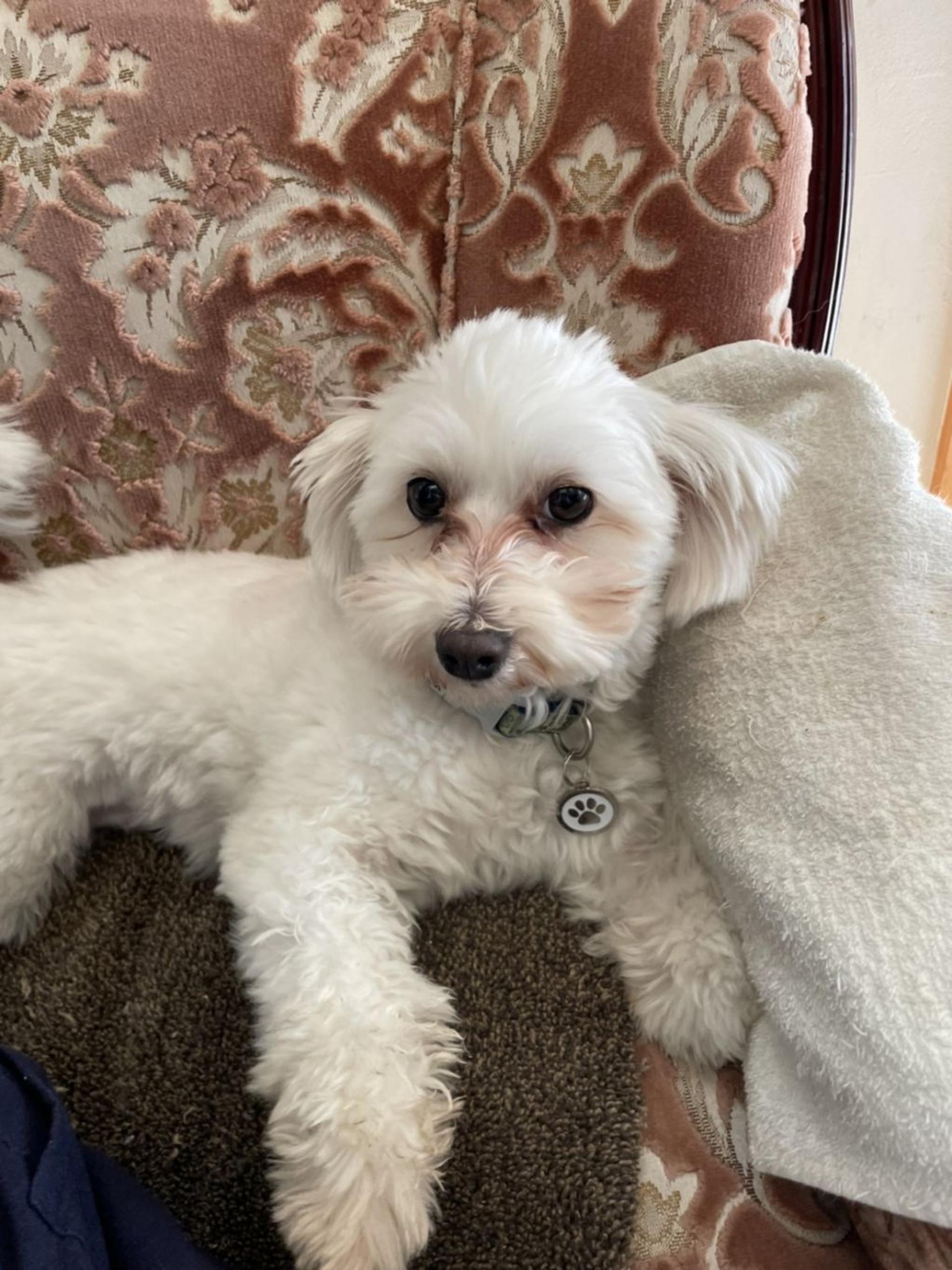 pet-image-5