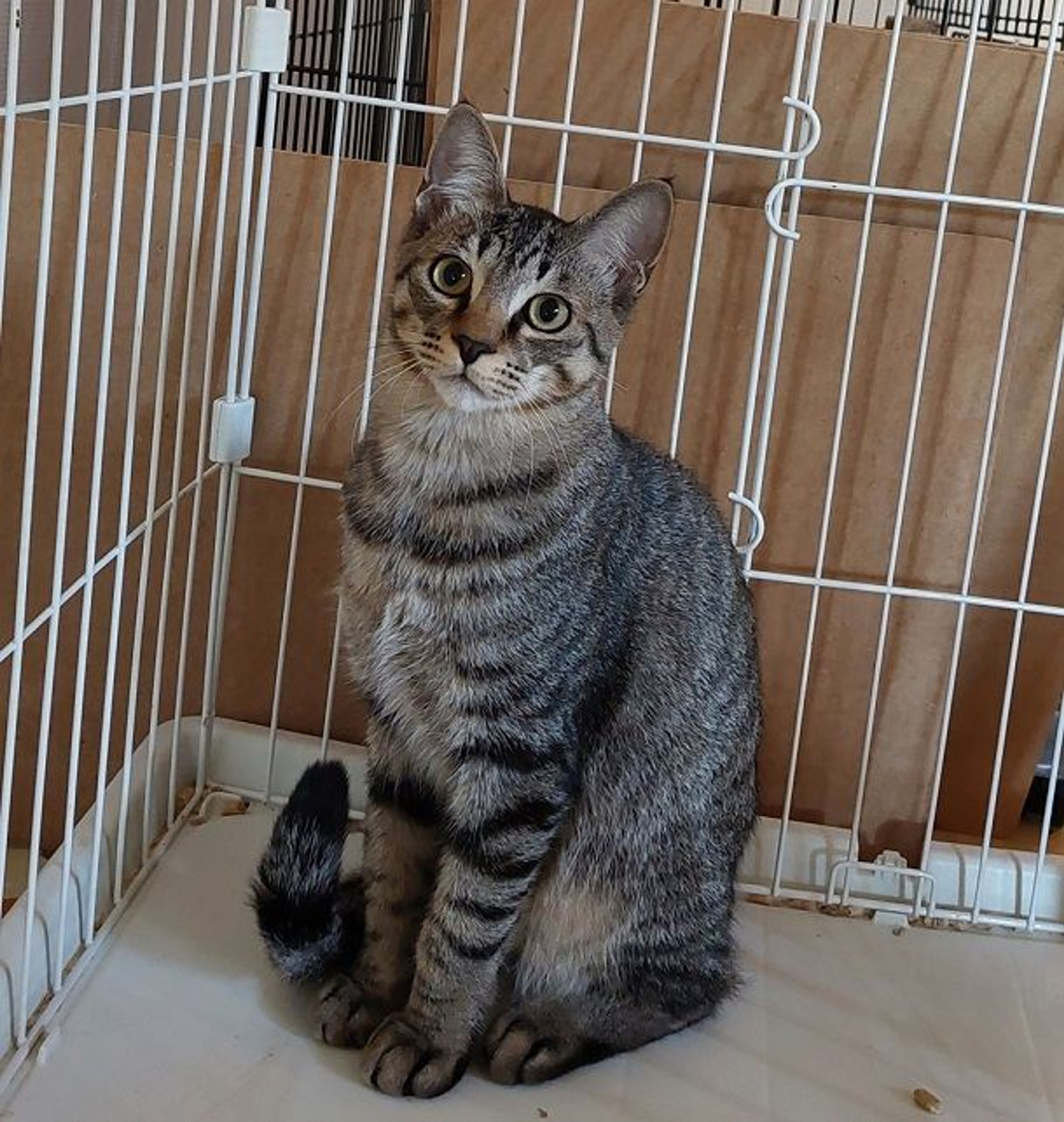 pet-image-2