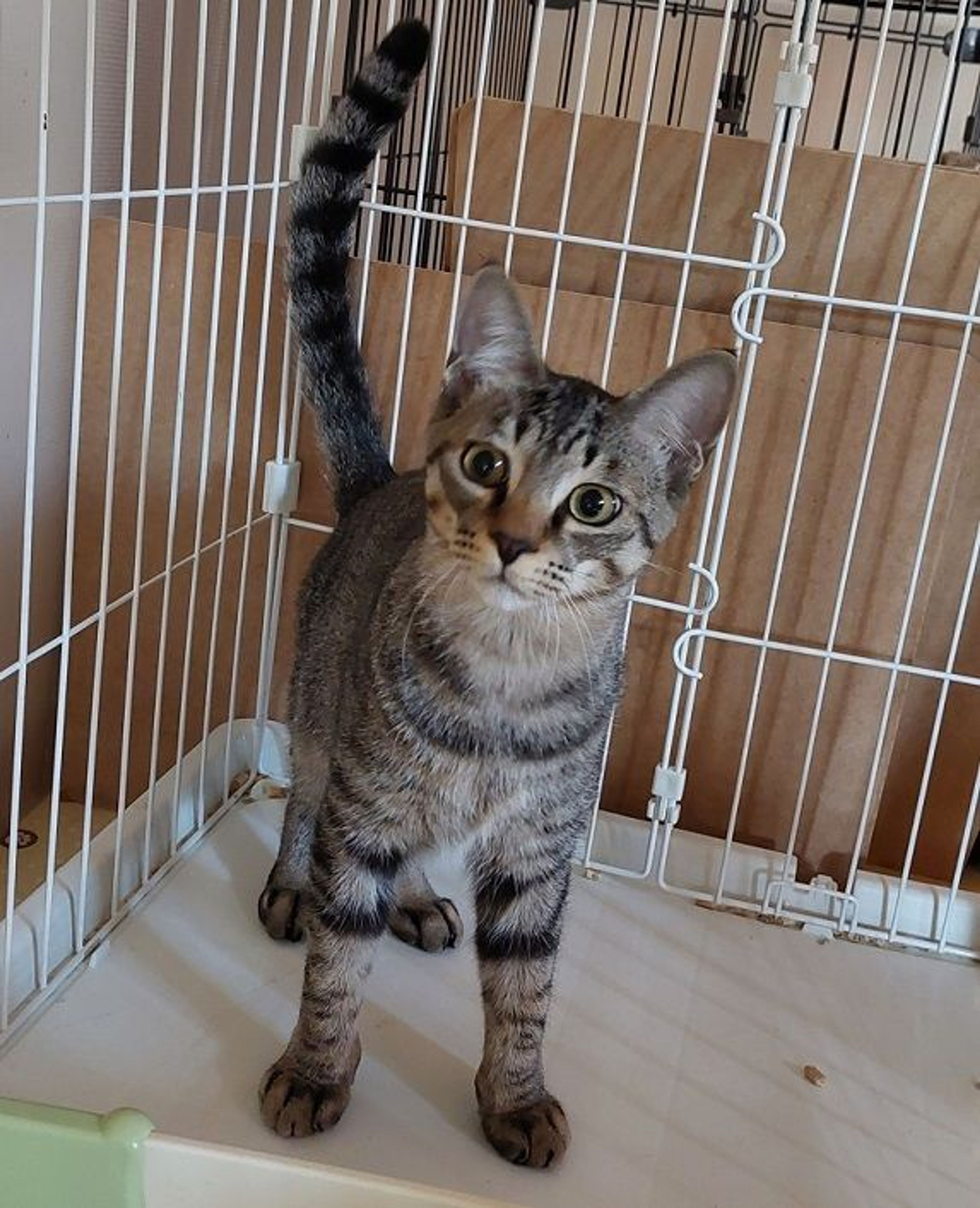 pet-image-3