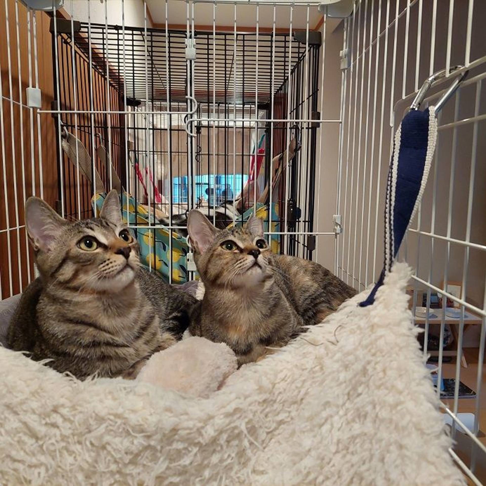 雑種（ミックス猫）・オスの里親募集の写真