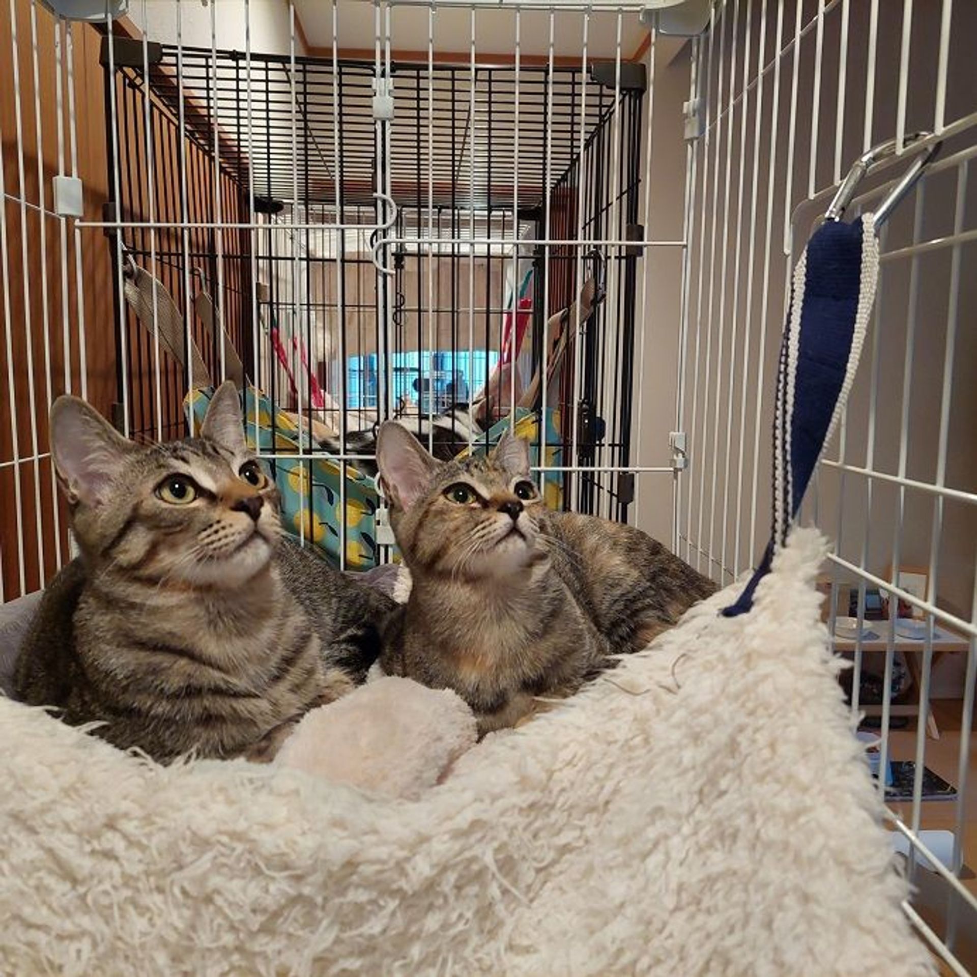 雑種（ミックス猫）・オスの里親募集の写真
