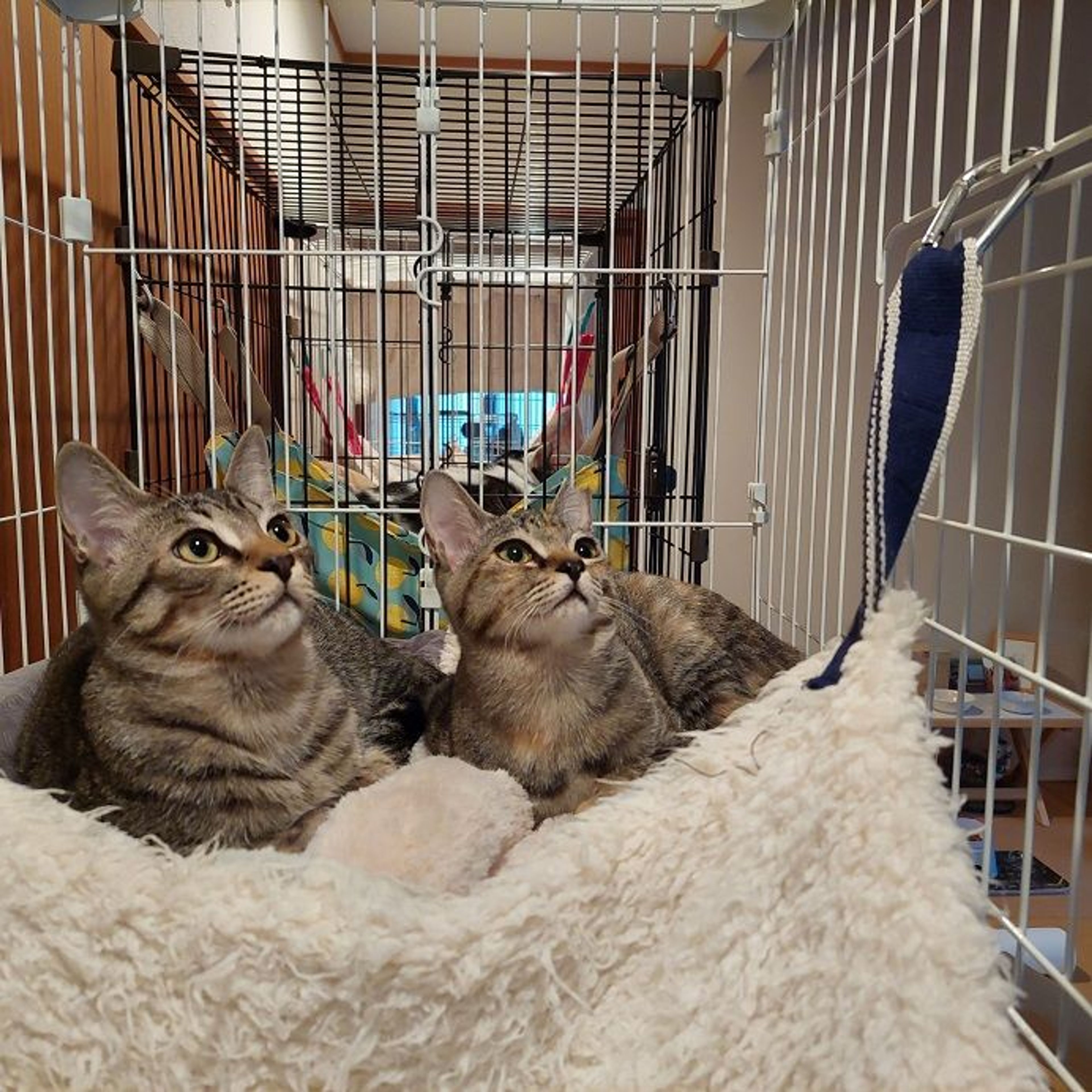 雑種（ミックス猫）・オスの里親募集の写真